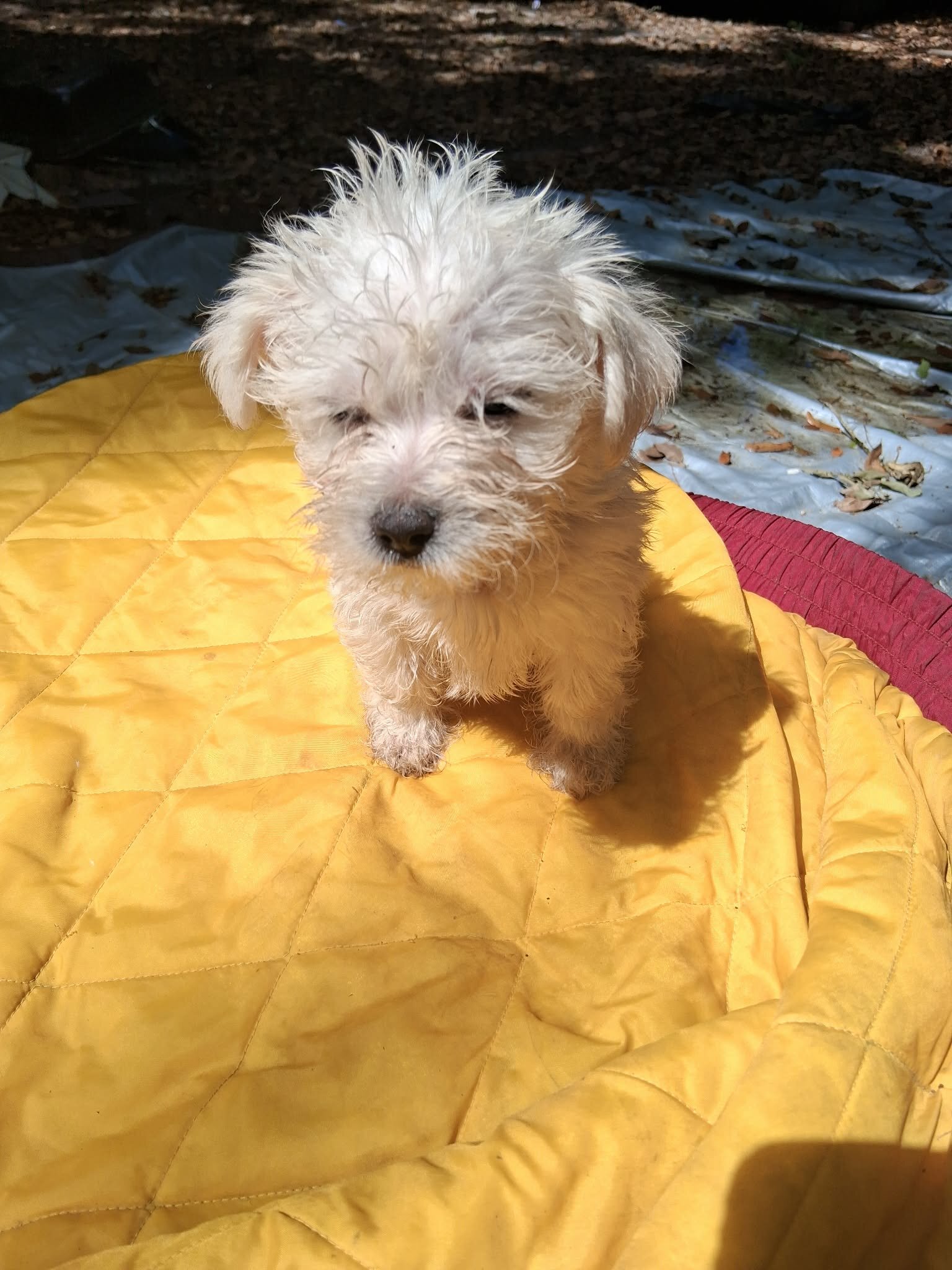 Maltese Mix image 1