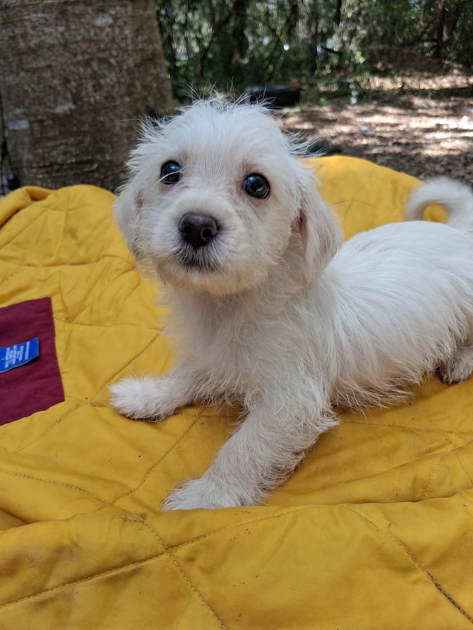 Male Maltese Mix image 5