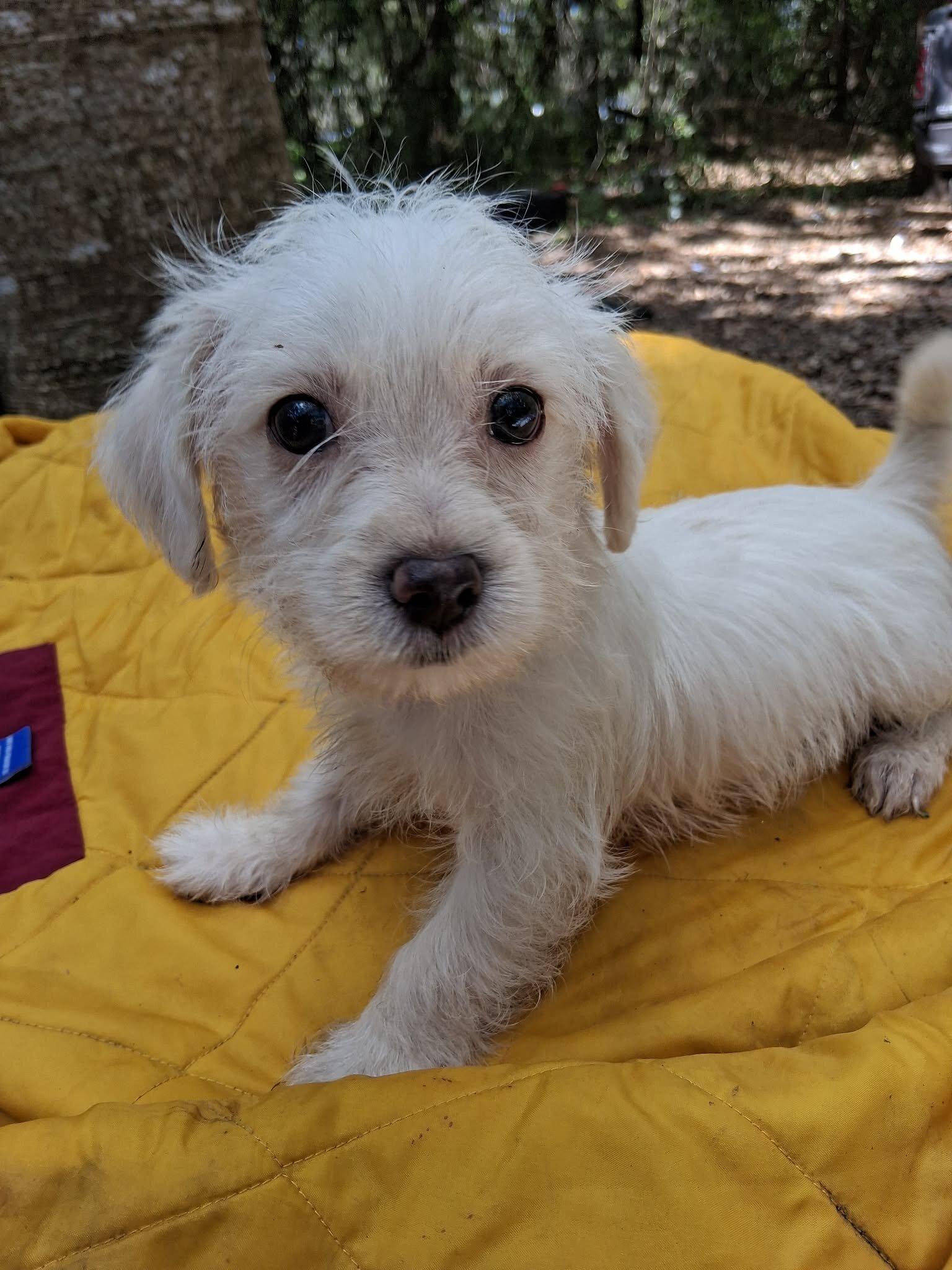 Male Maltese Mix image 6