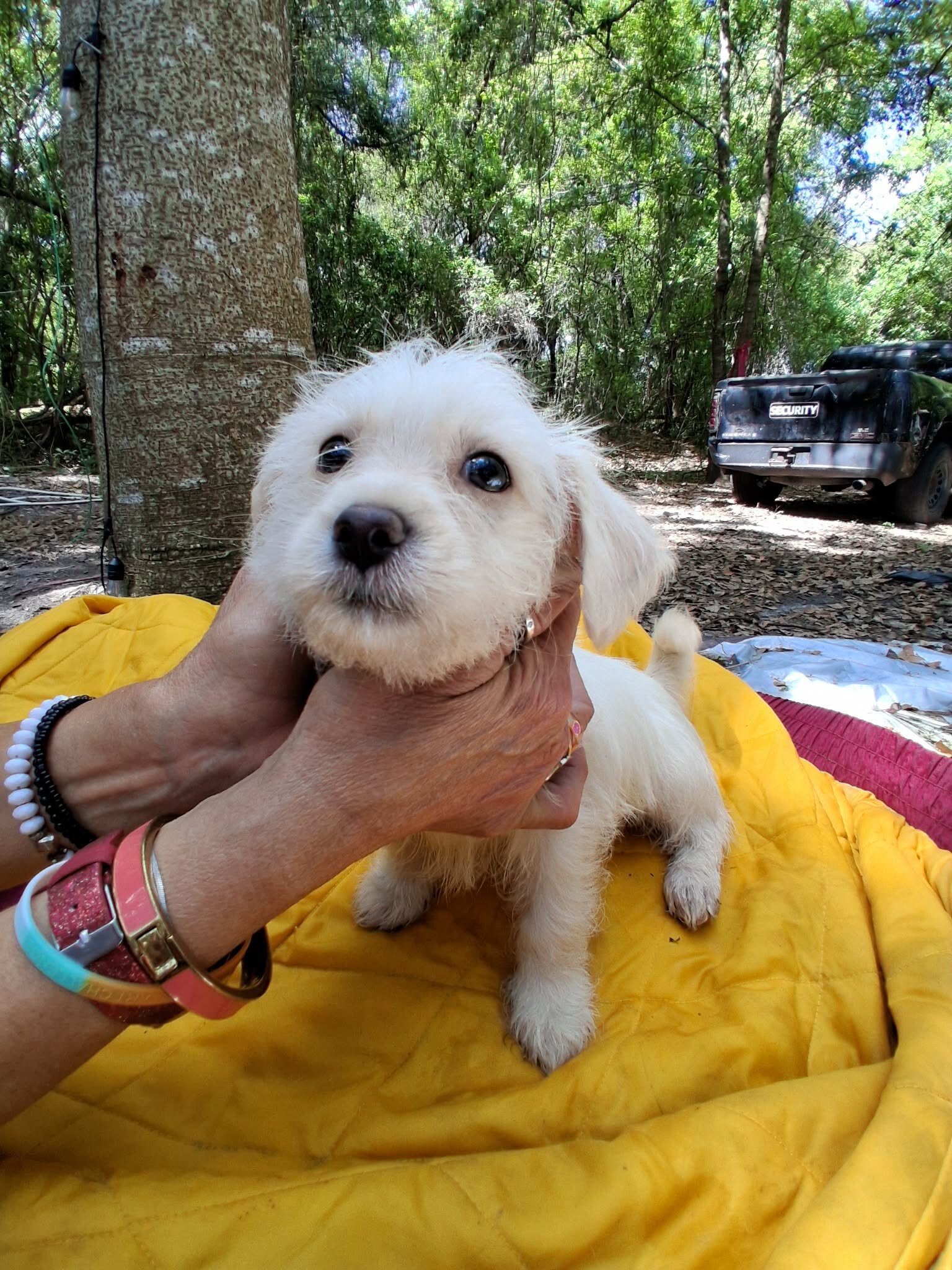 Male Maltese Mix image 3