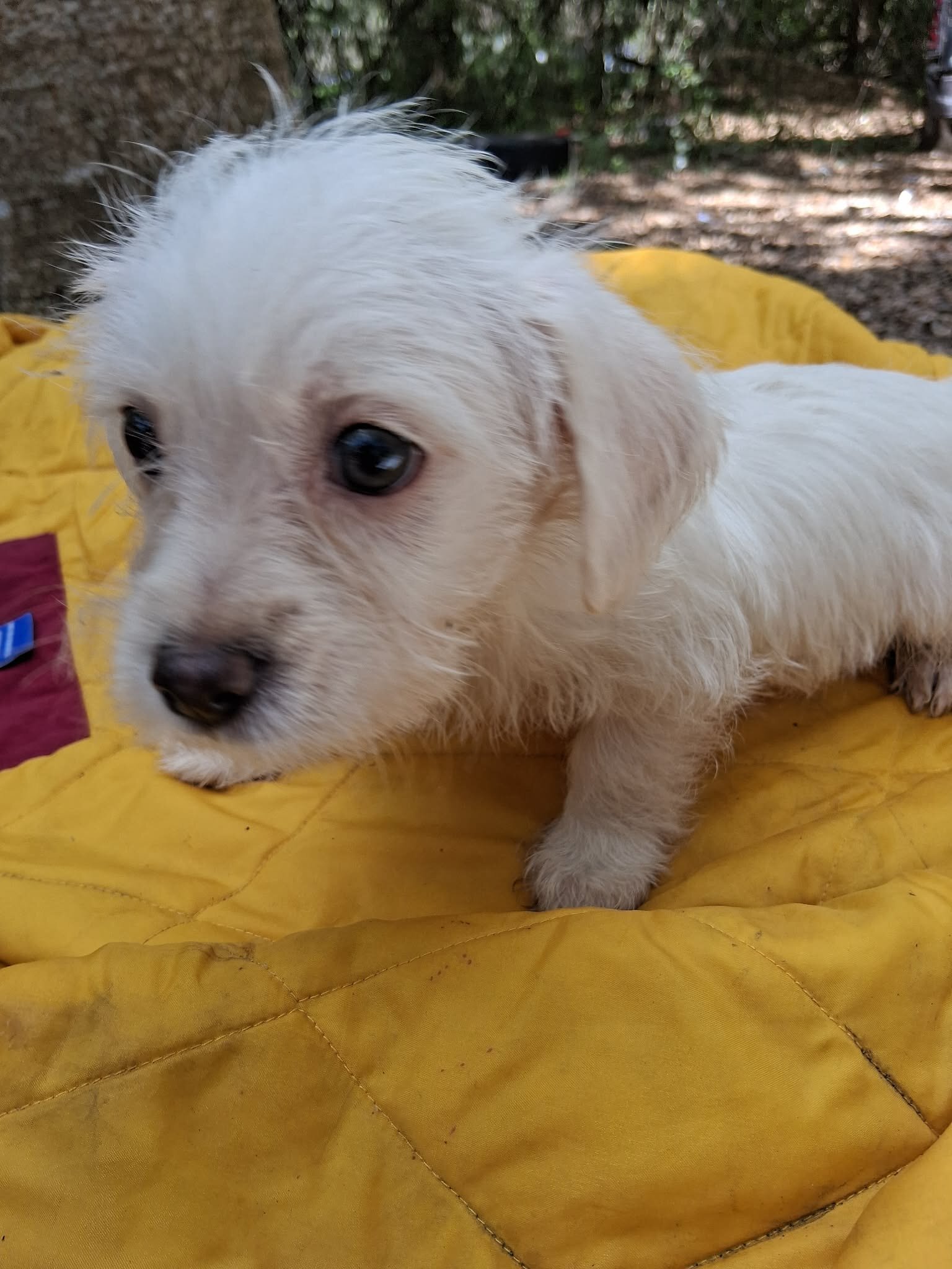 Male Maltese Mix image 8