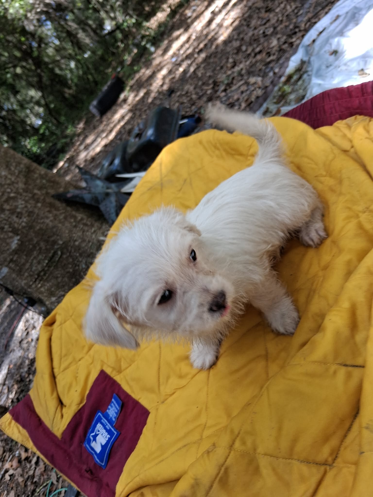 Male Maltese Mix image 9