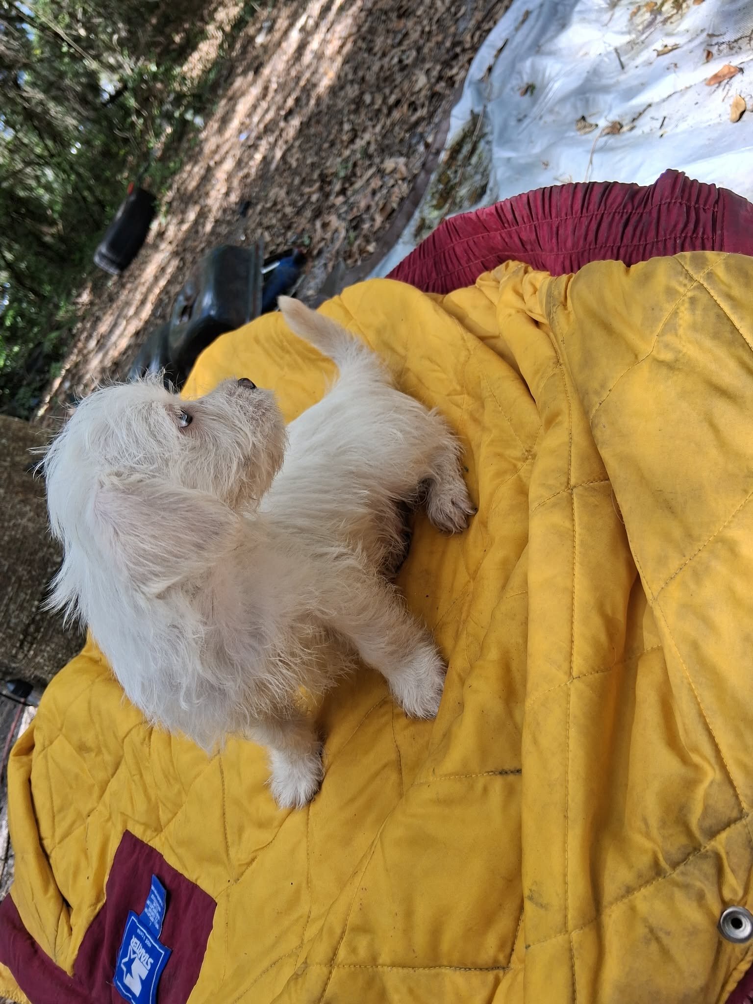 Male Maltese Mix image 10