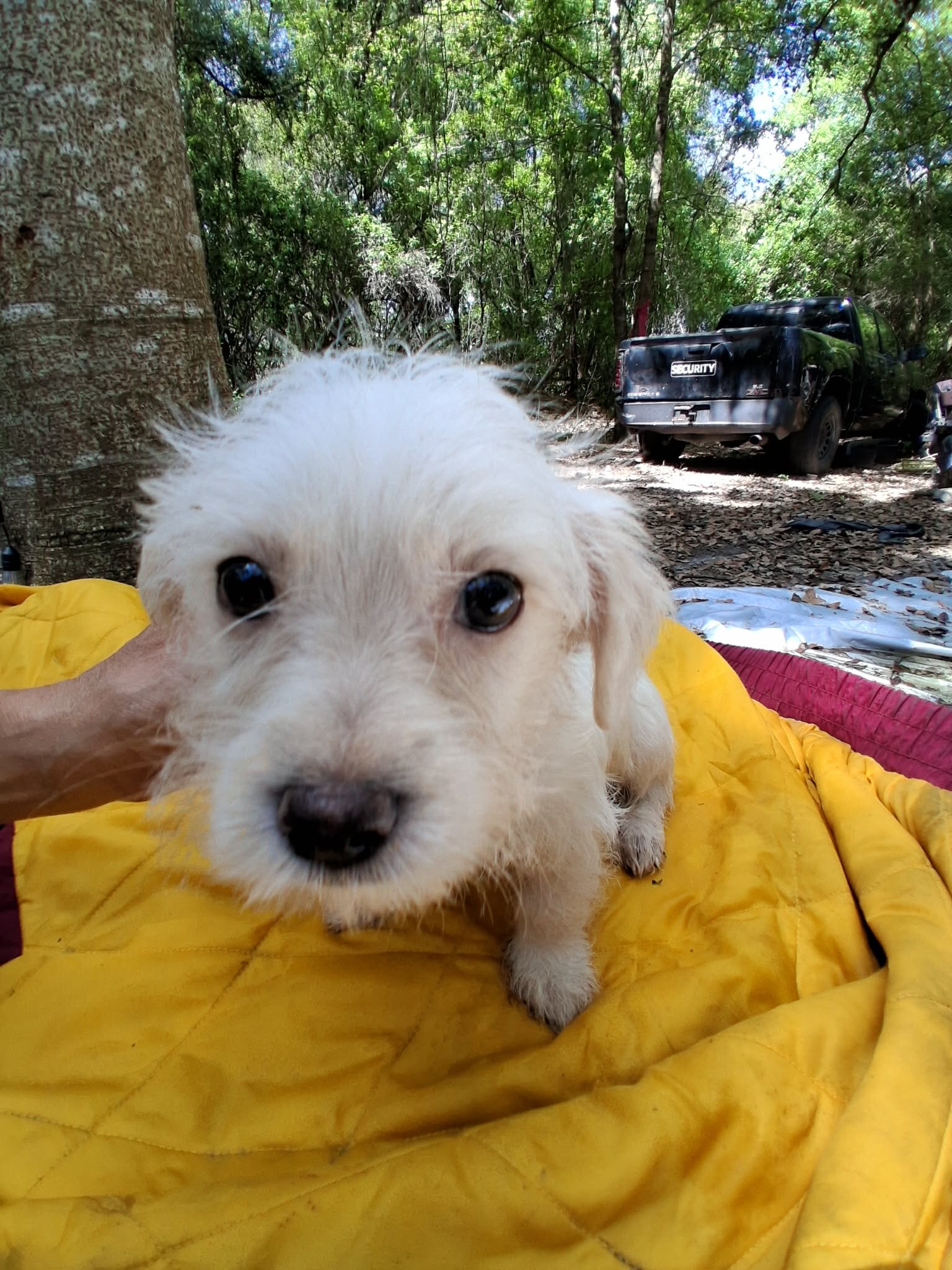 Male Maltese Mix image 4