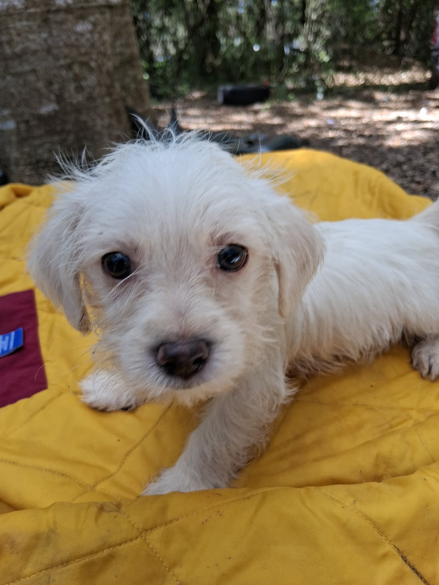 Male Maltese Mix image 7