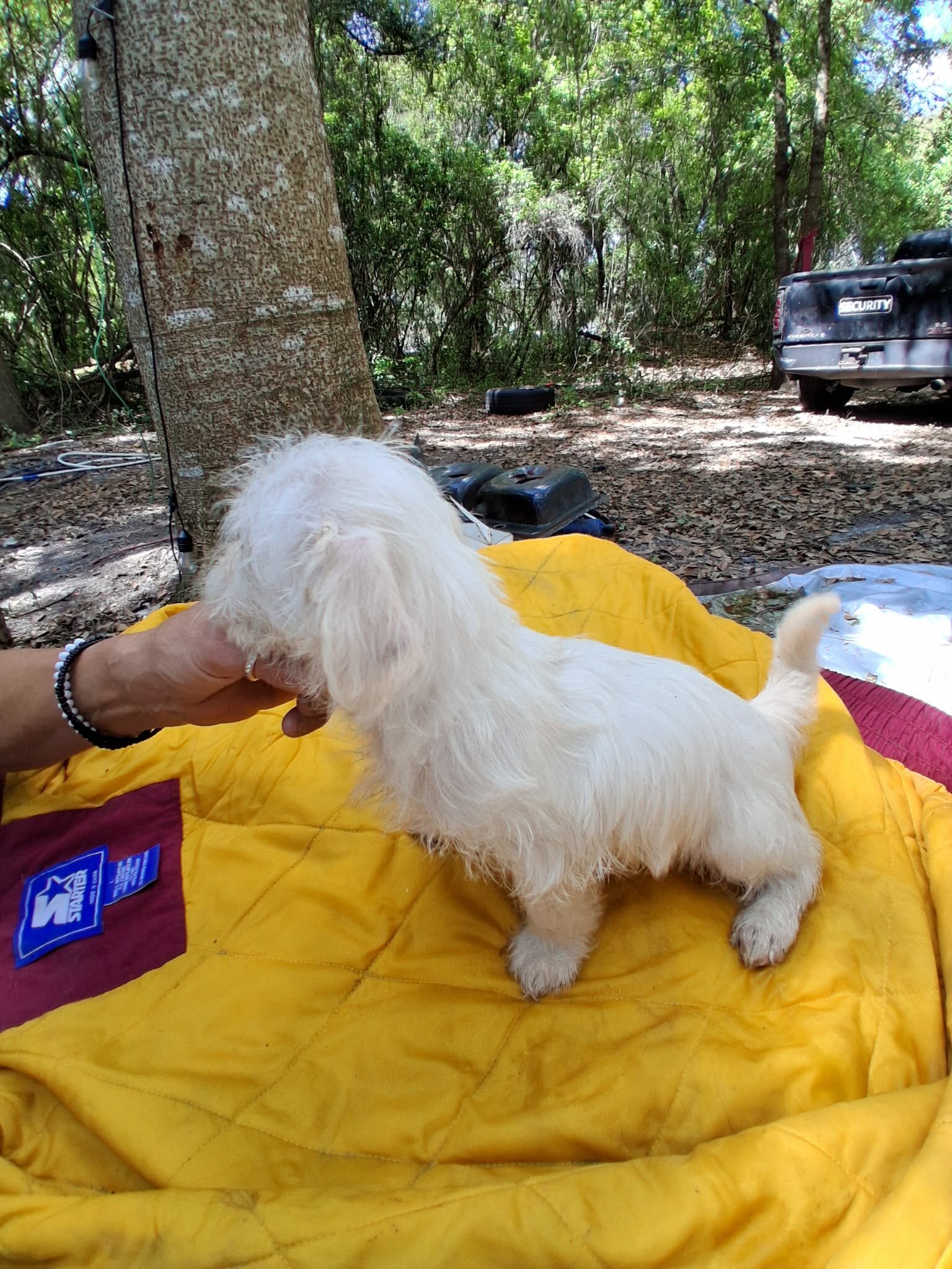 Male Maltese Mix image 1
