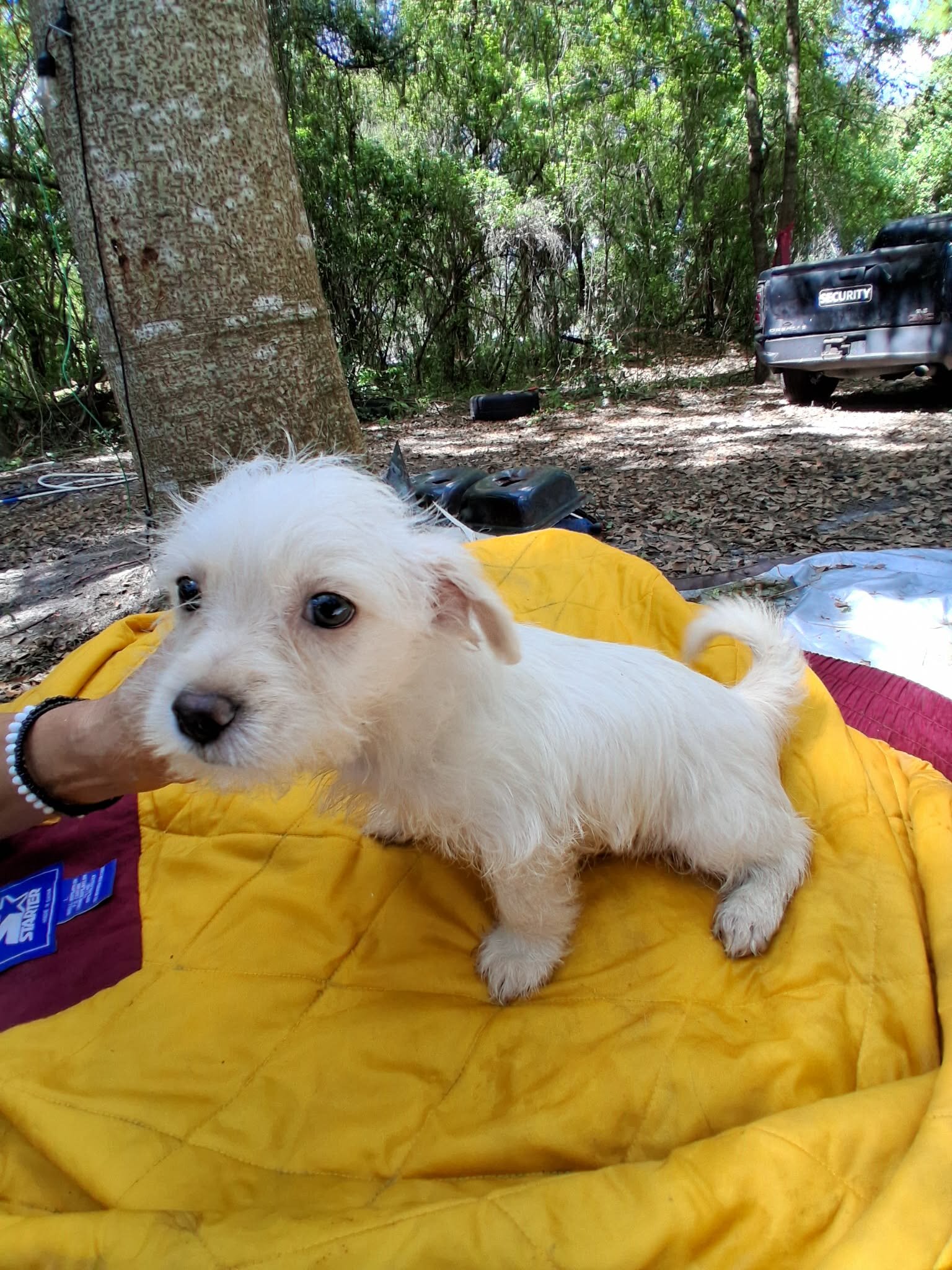 Male Maltese Mix image 2
