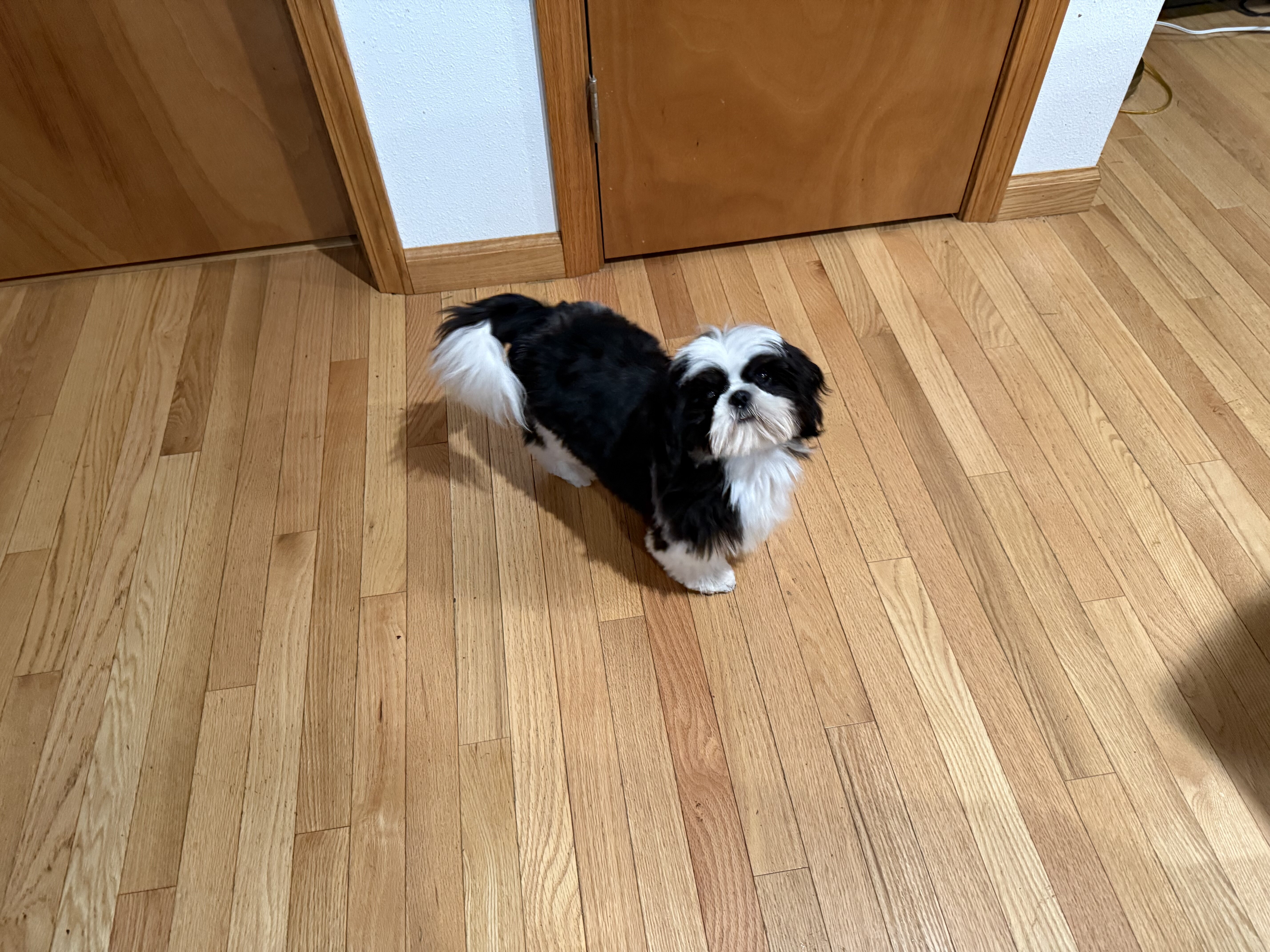 Puppy needs a good home image 1