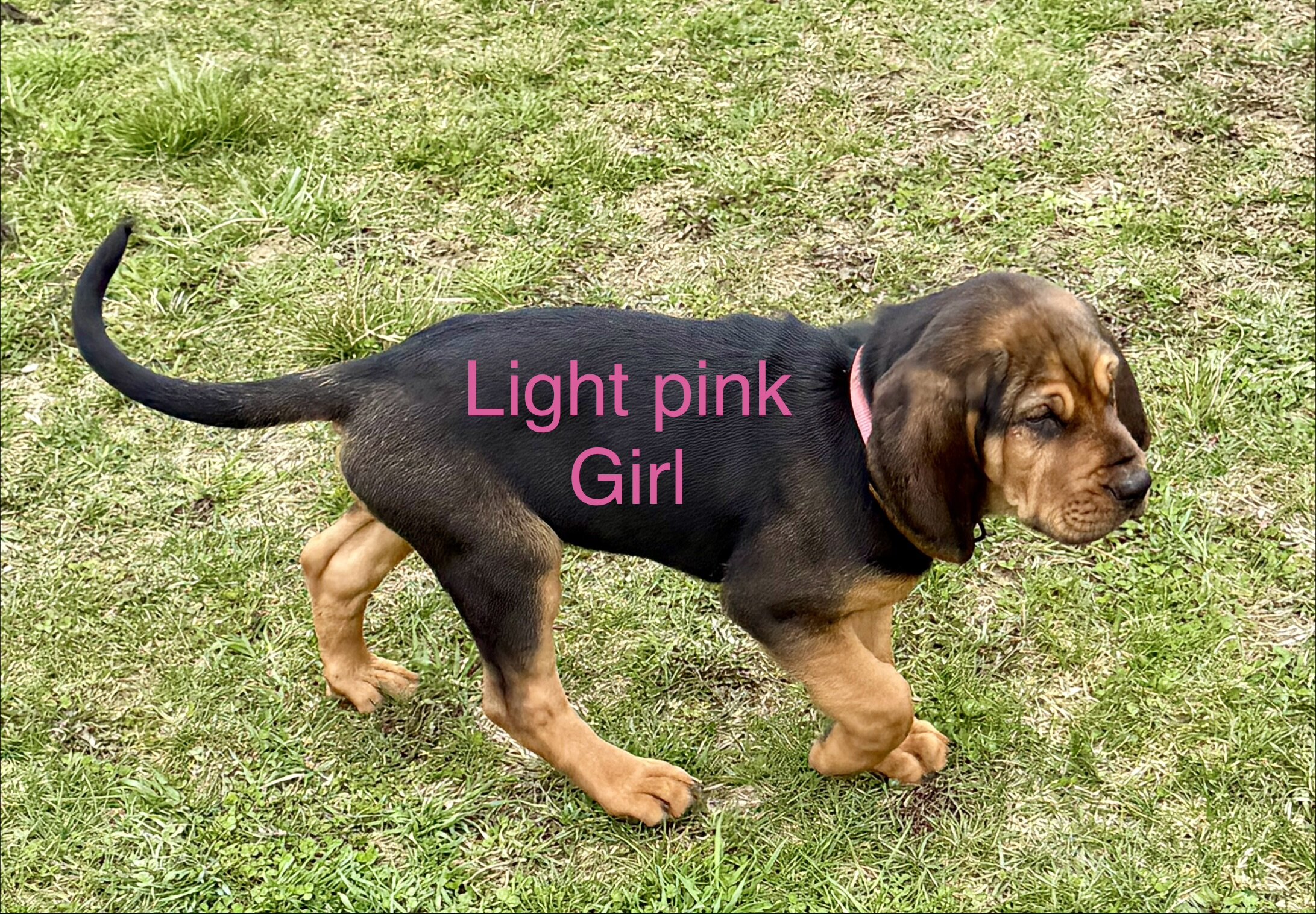 AKC bloodhounds image 3