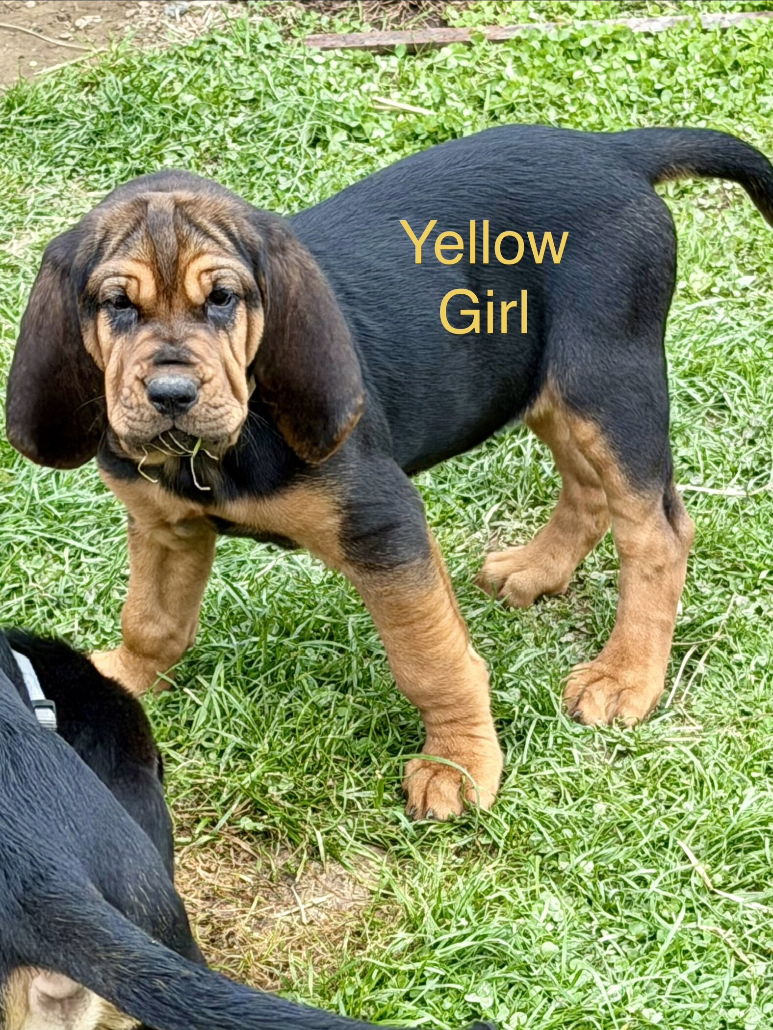 AKC bloodhounds image 2