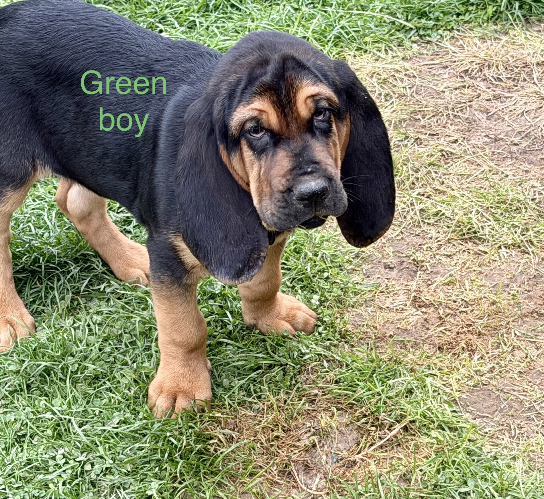 AKC bloodhounds image 1