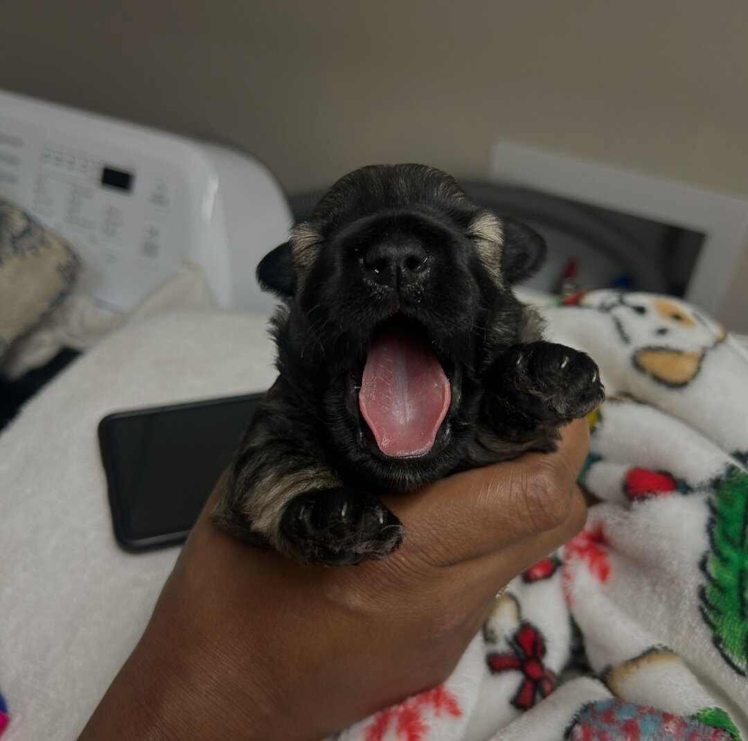 Mini Schnauzer Puppies image 4