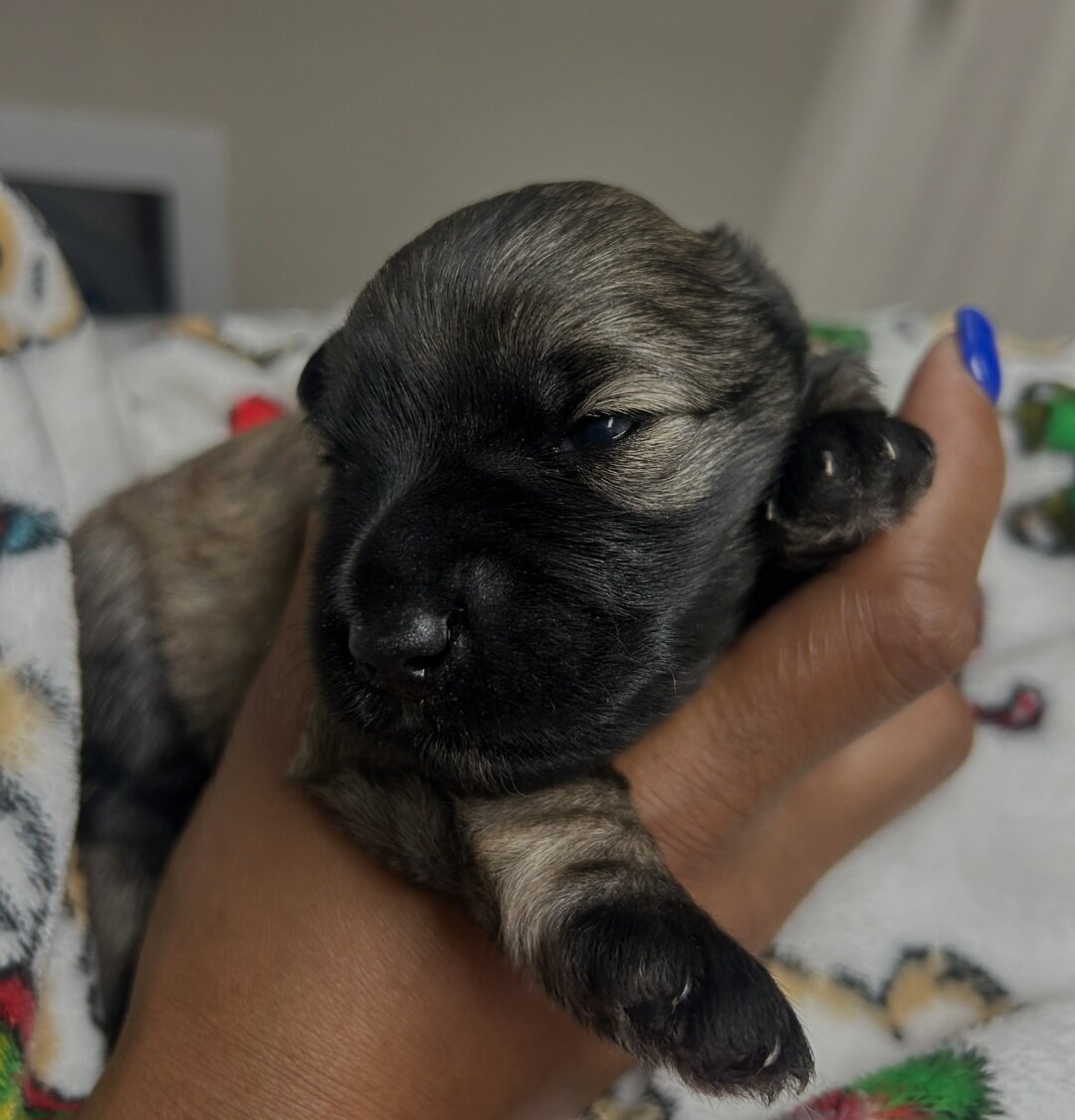 Mini Schnauzer Puppies image 5