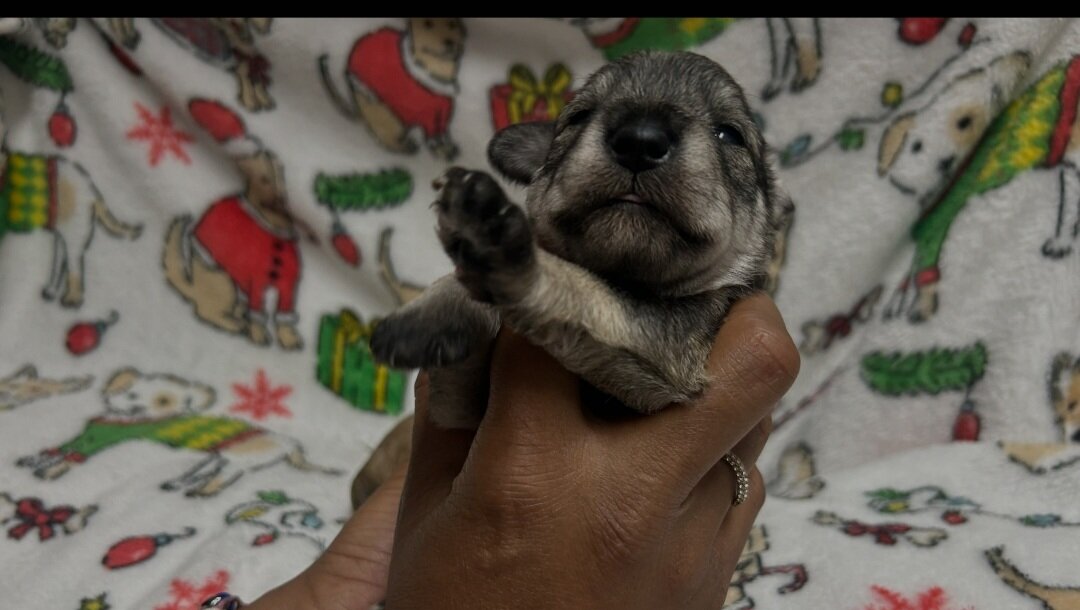Mini Schnauzer Puppies image 3