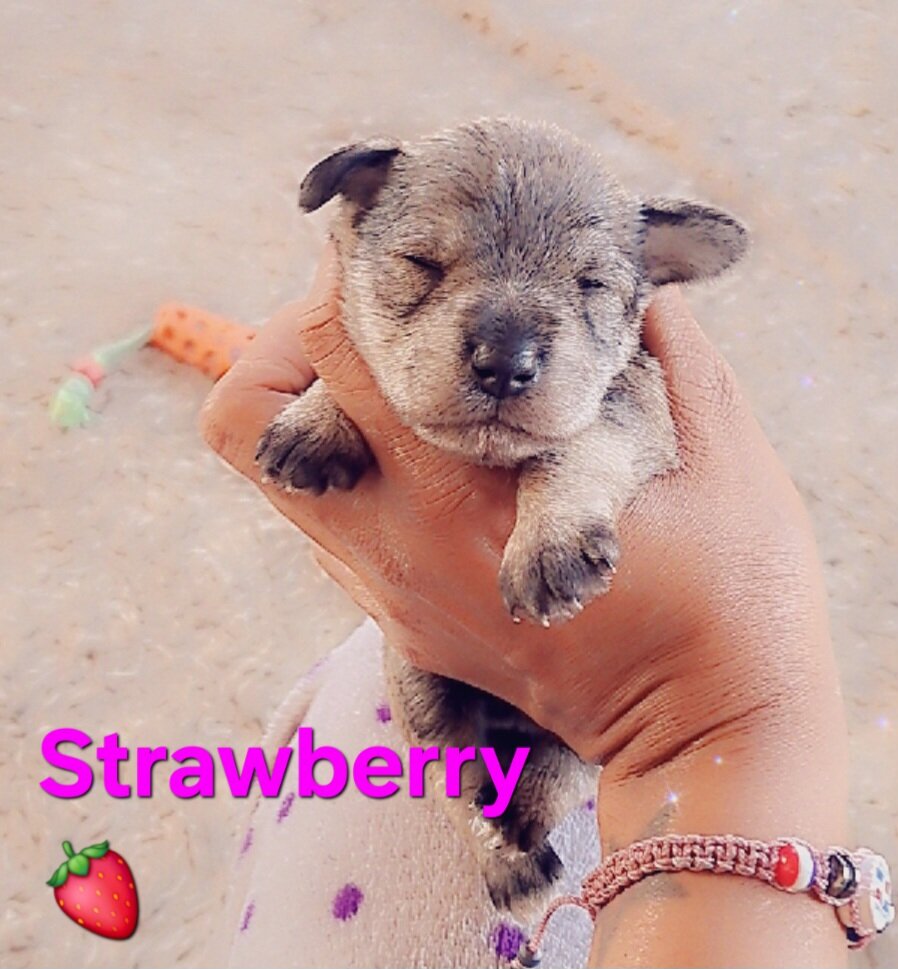 Mini Schnauzer Puppies image 2