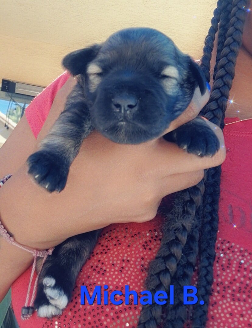Mini Schnauzer Puppies image 1
