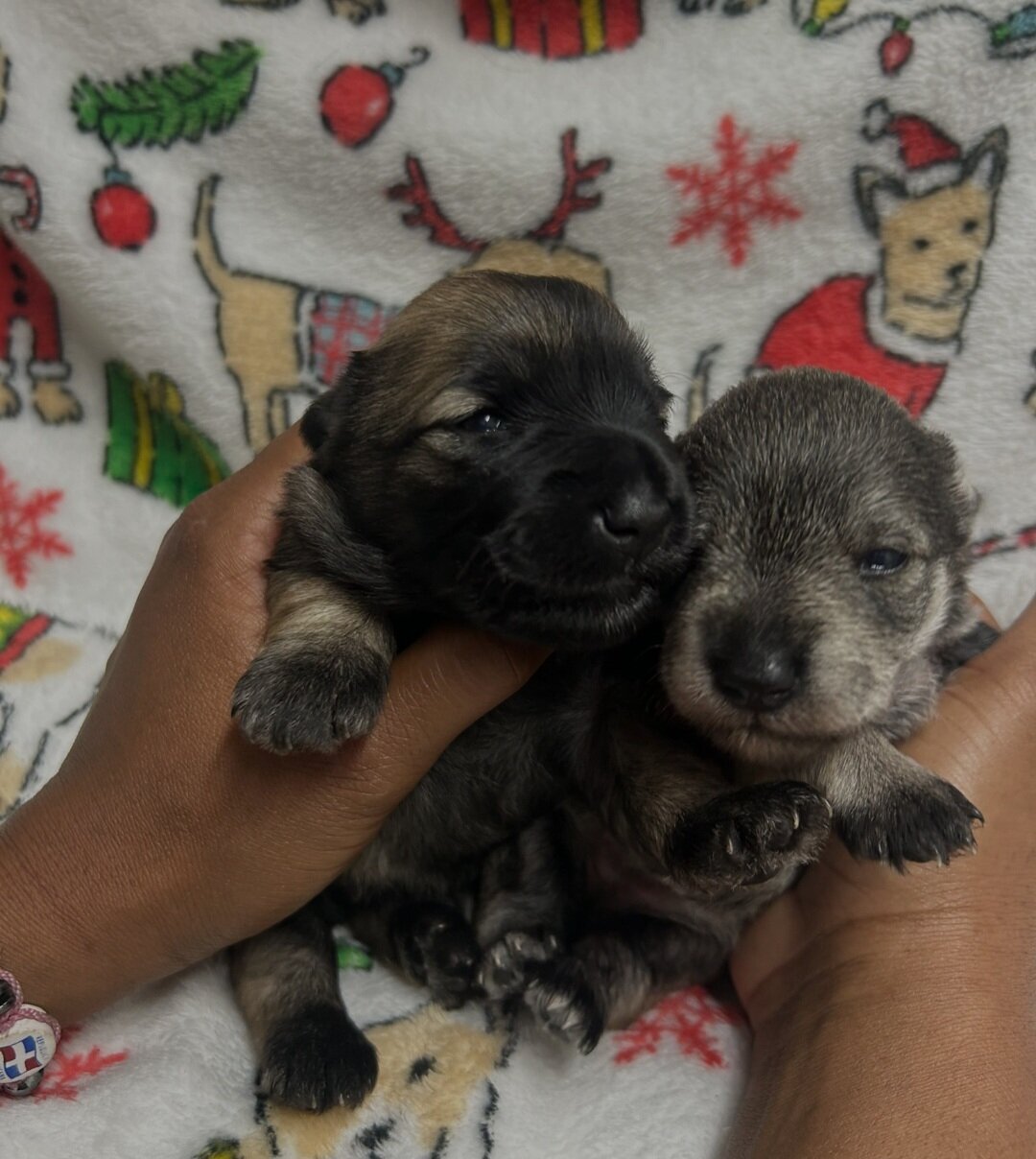 Mini Schnauzer image 1