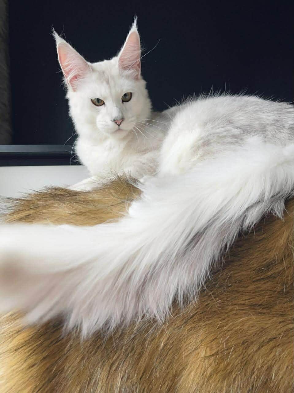 Maine Coons image 1