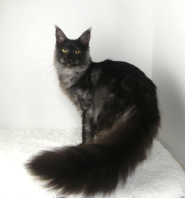 Maine Coons image 7
