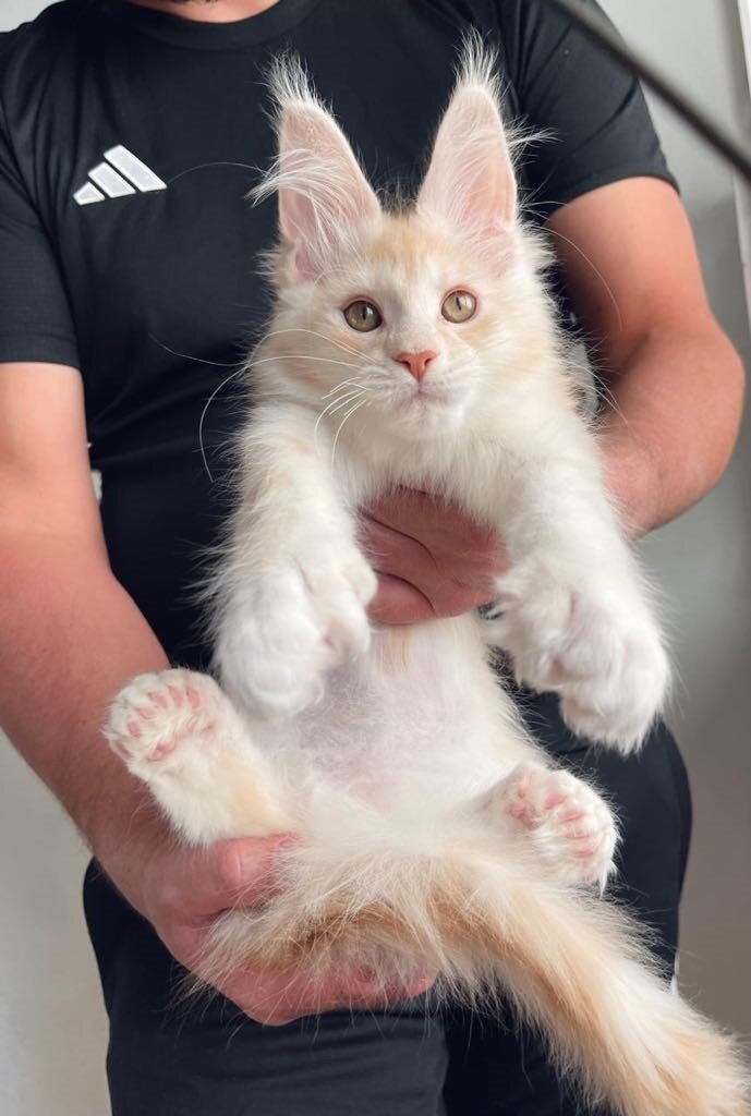 Maine Coons image 4