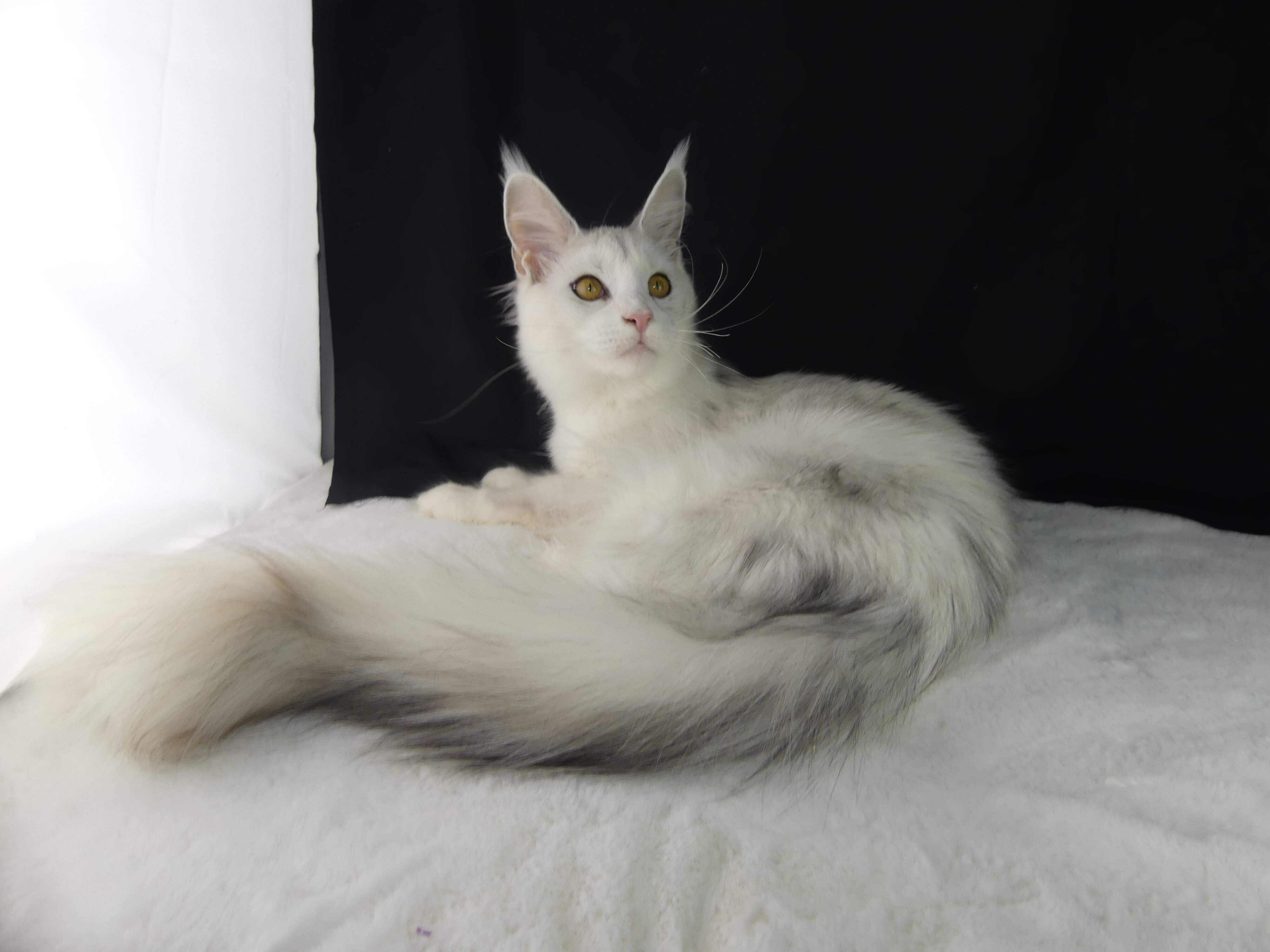 Maine Coons image 2