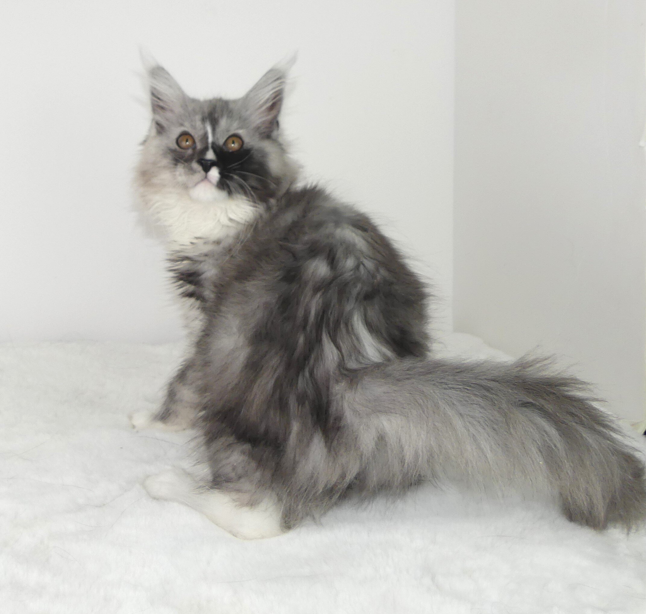 Maine Coons image 8