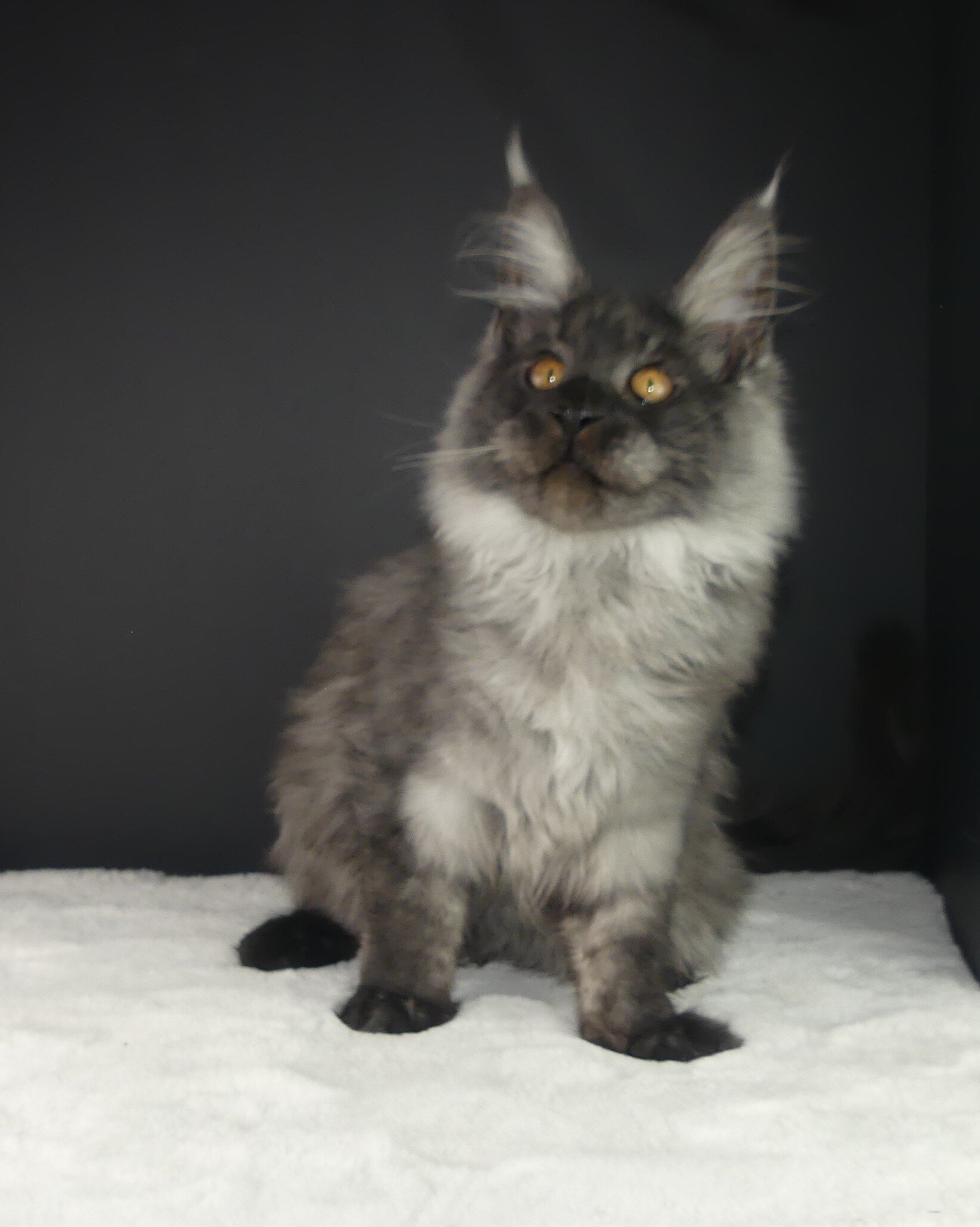 Maine Coons image 3