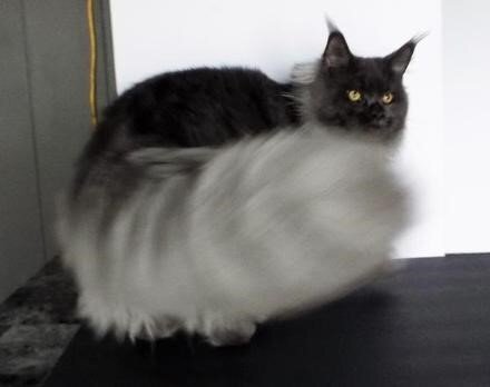 Maine Coons image 9