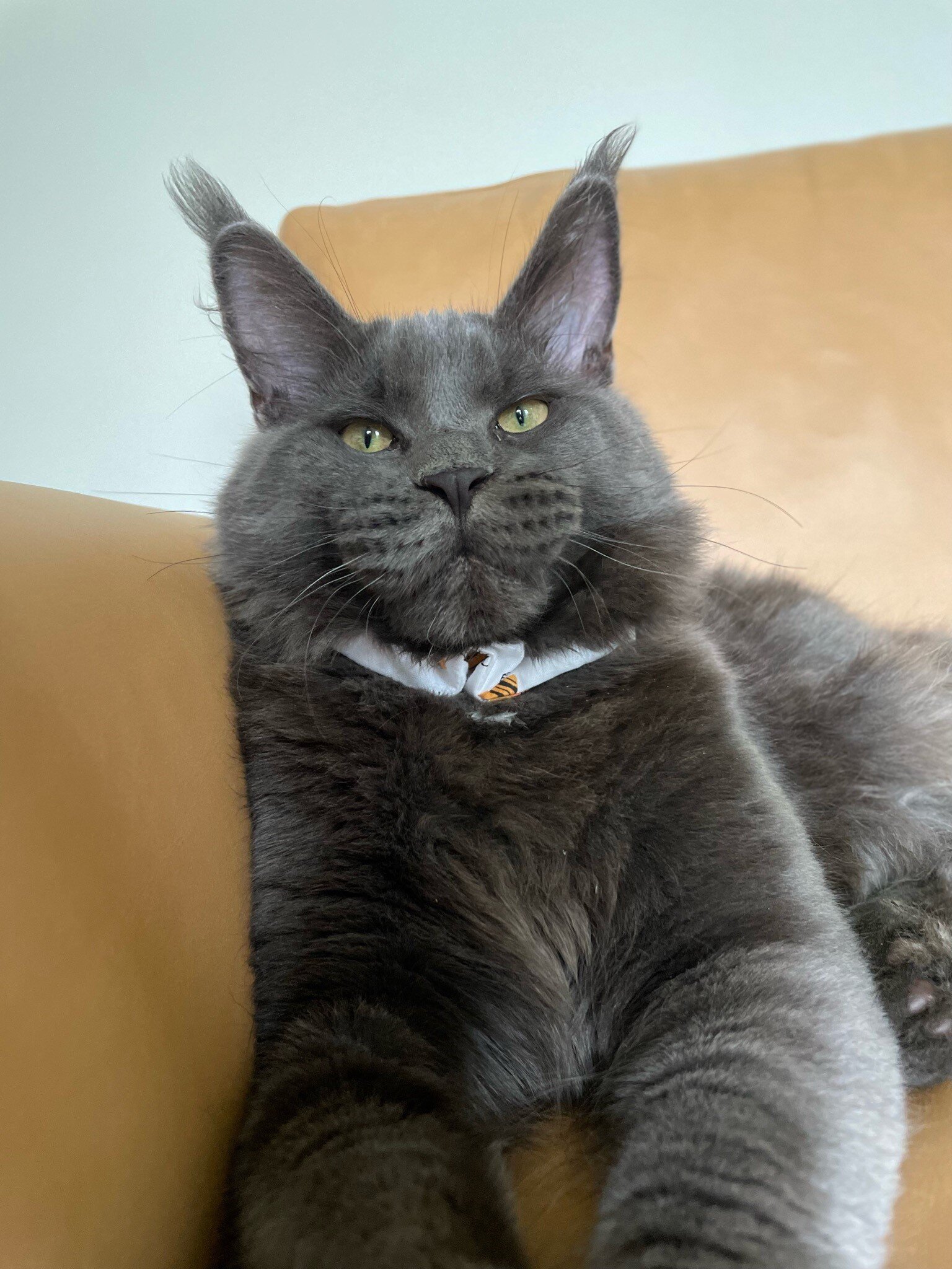 Maine Coons image 6