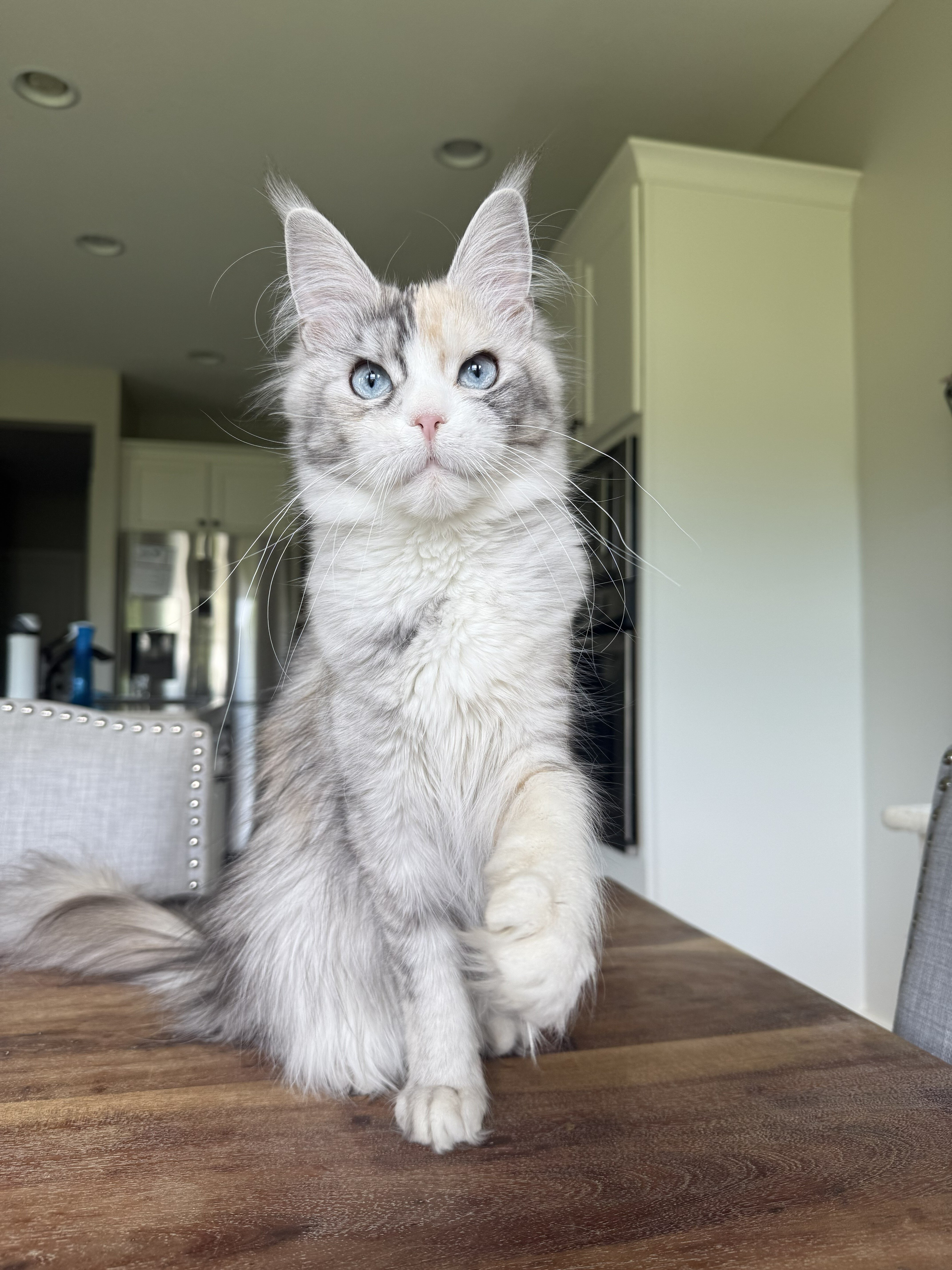 Maine Coons image 5