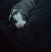American bully image 2