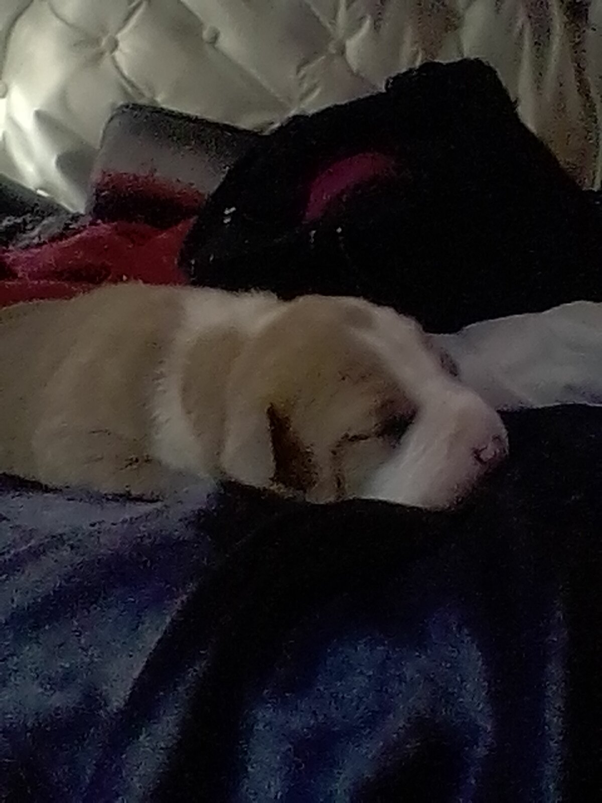 American bully image 1