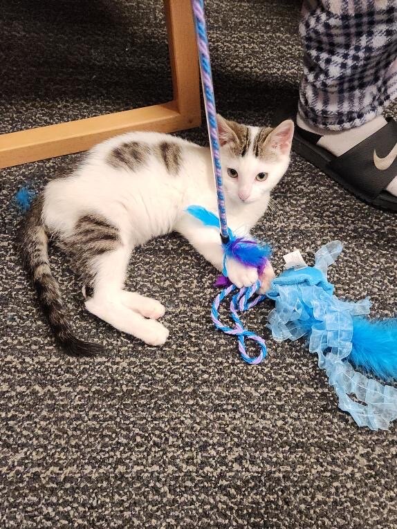 Kitten adoption image 1