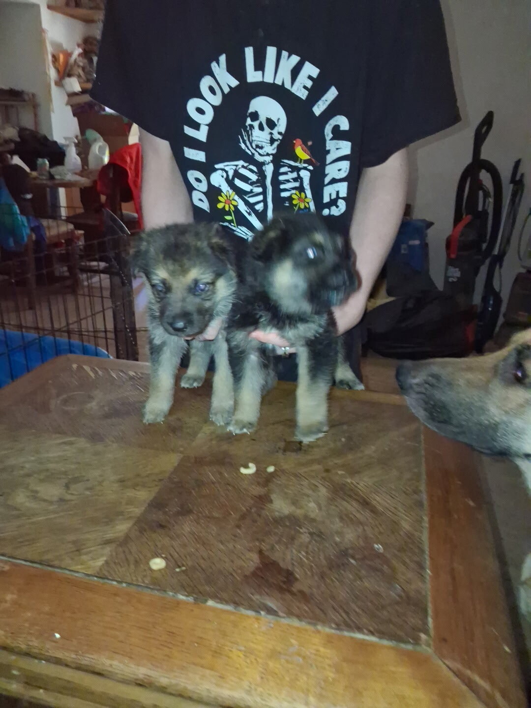 German shepherd puppies image 1