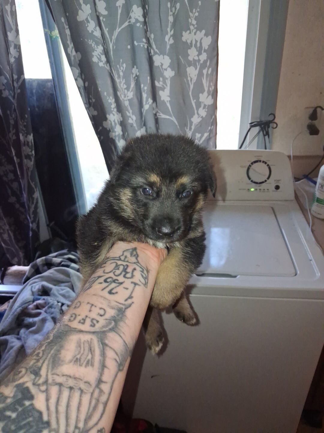German shepherd puppies image 2