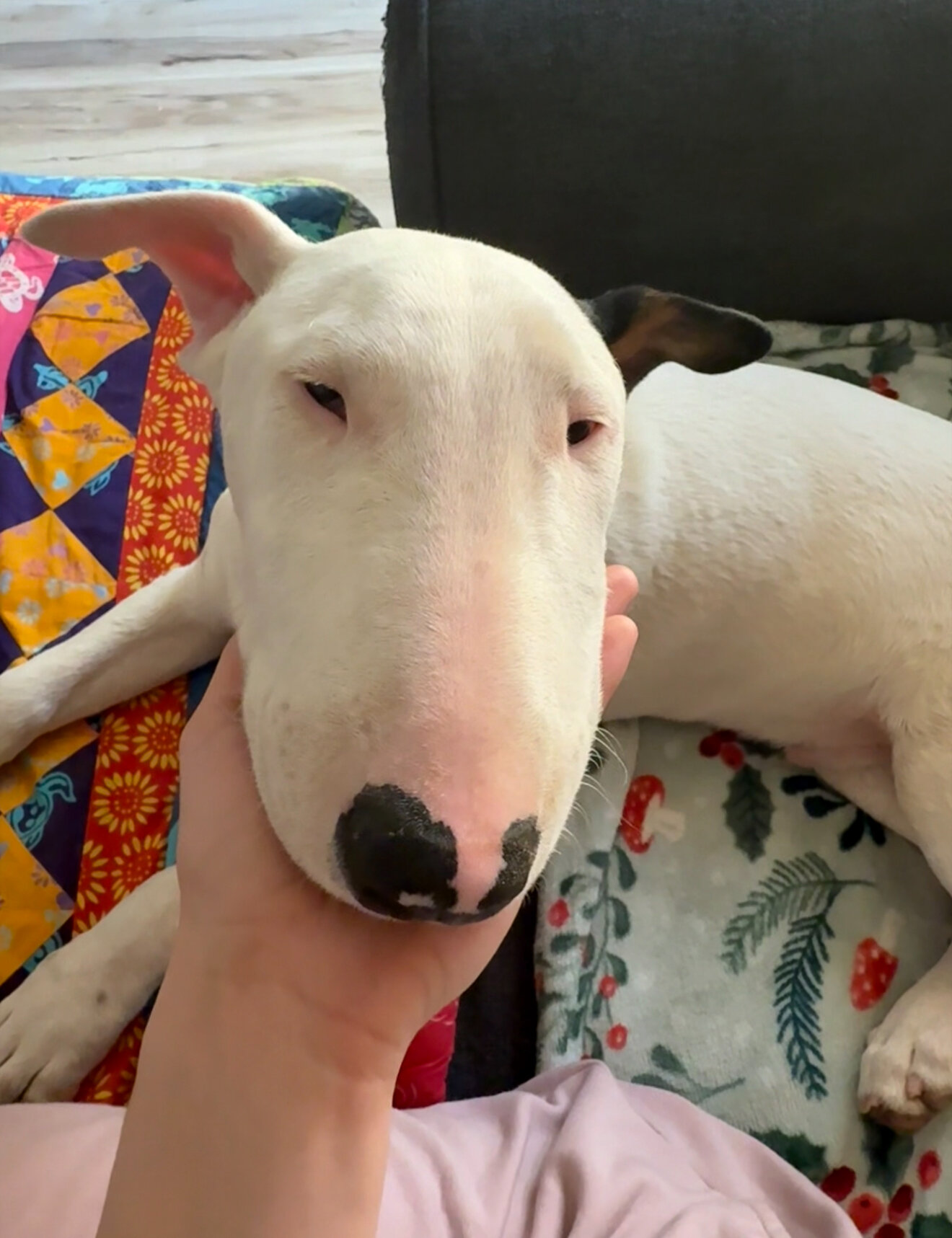 Mini Bull Terrier Puppy image 2