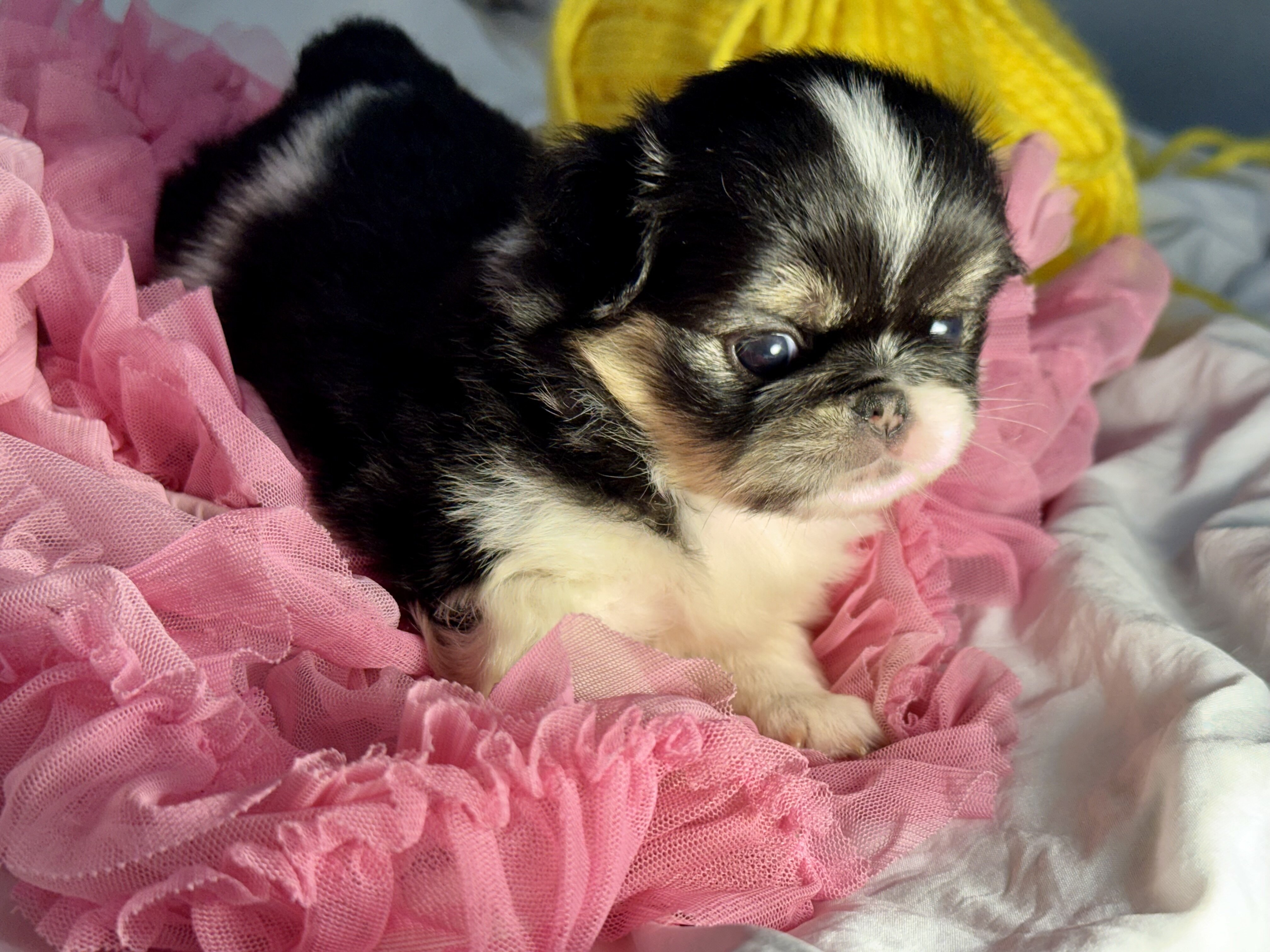 Japanese Chin Puppies image 8