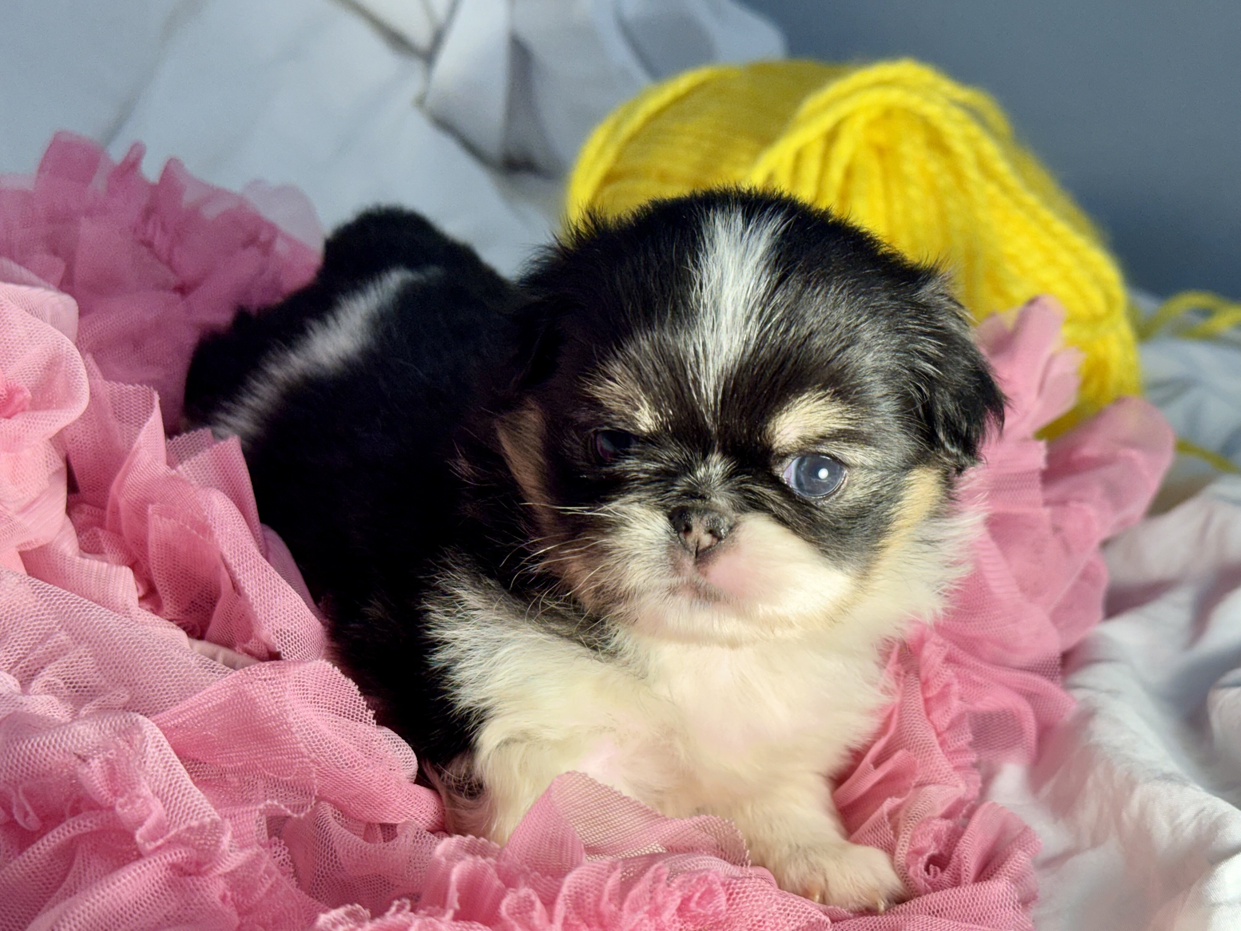 Japanese Chin Puppies image 1