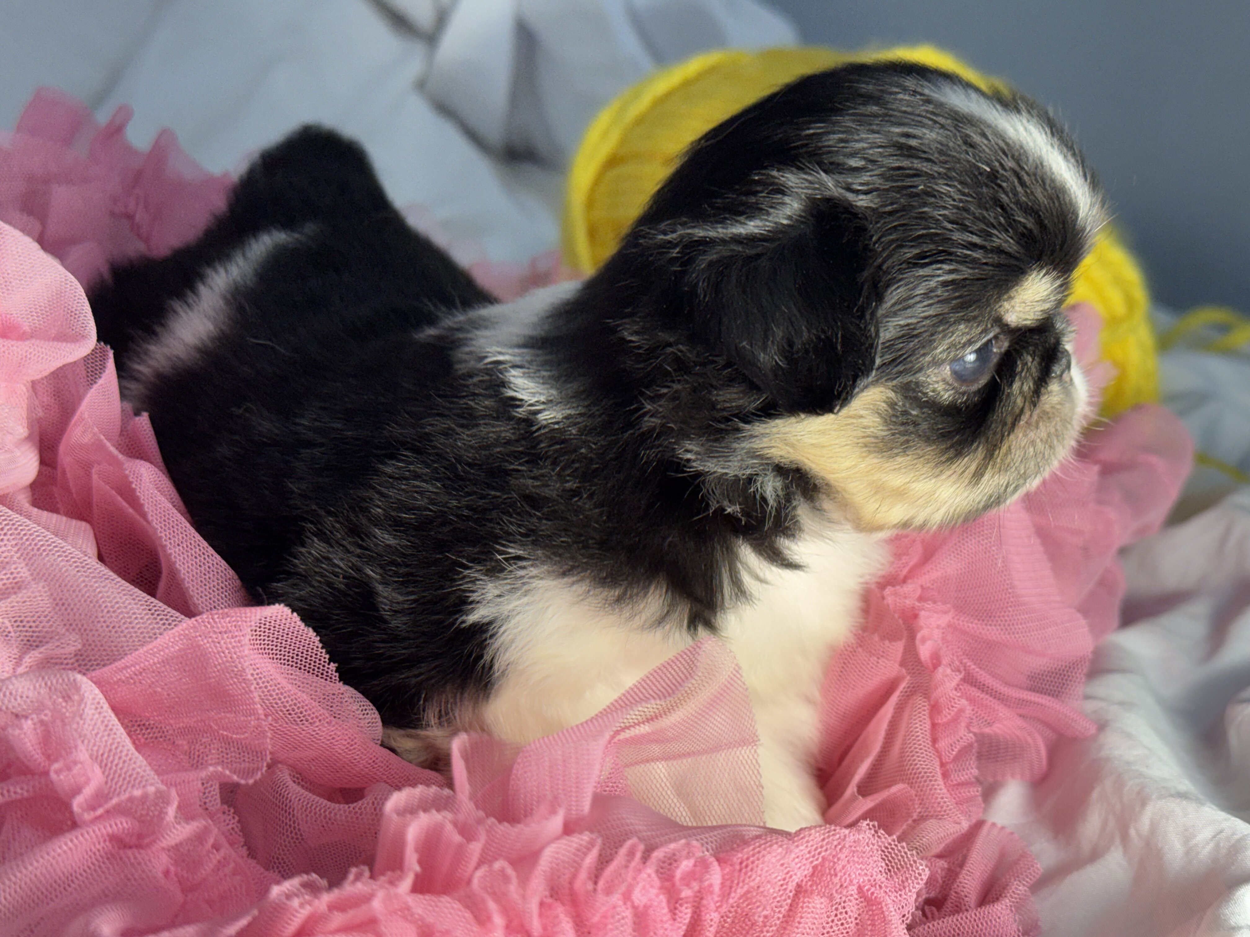 Japanese Chin Puppies image 4