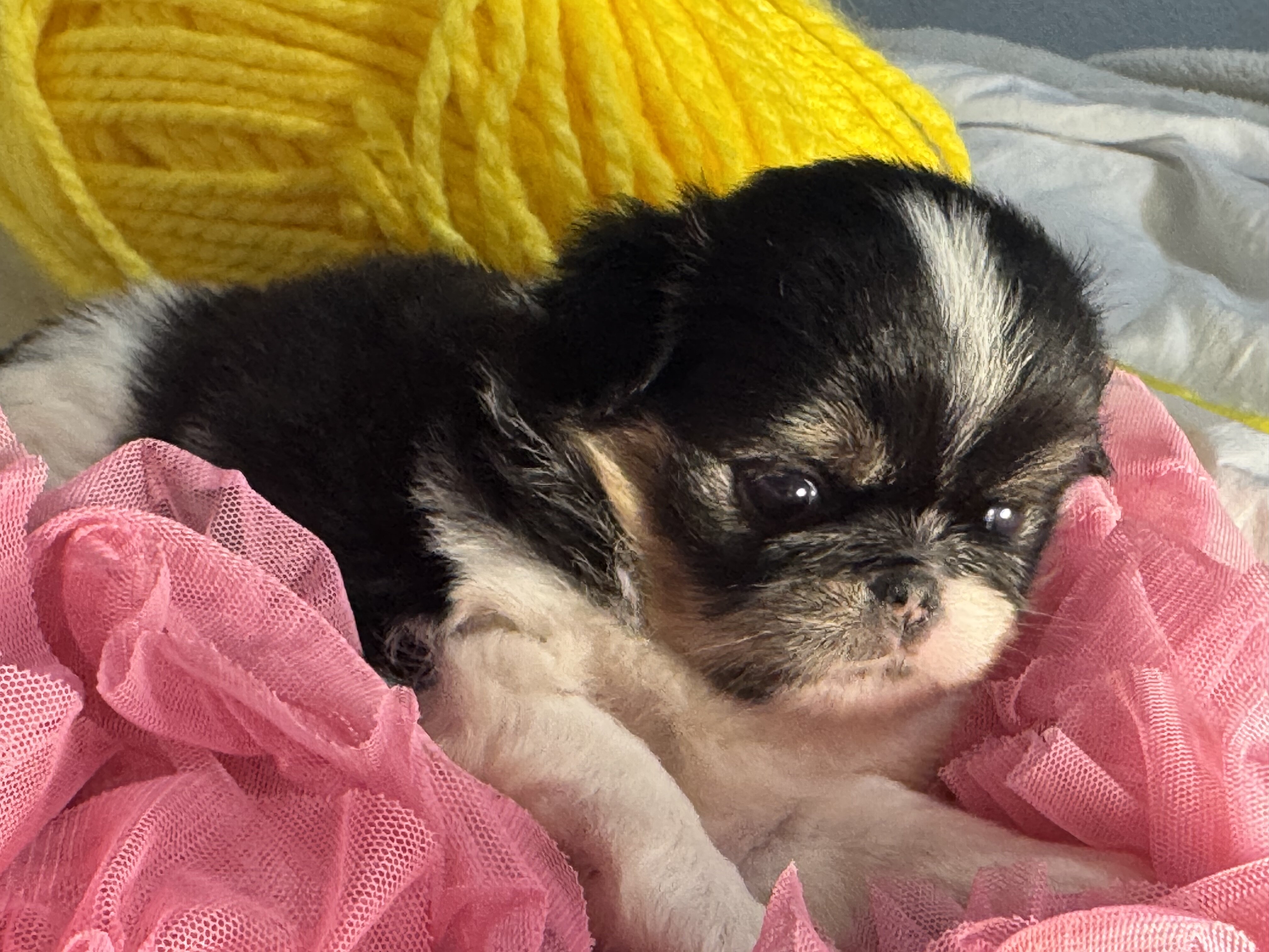 Japanese Chin Puppies image 7