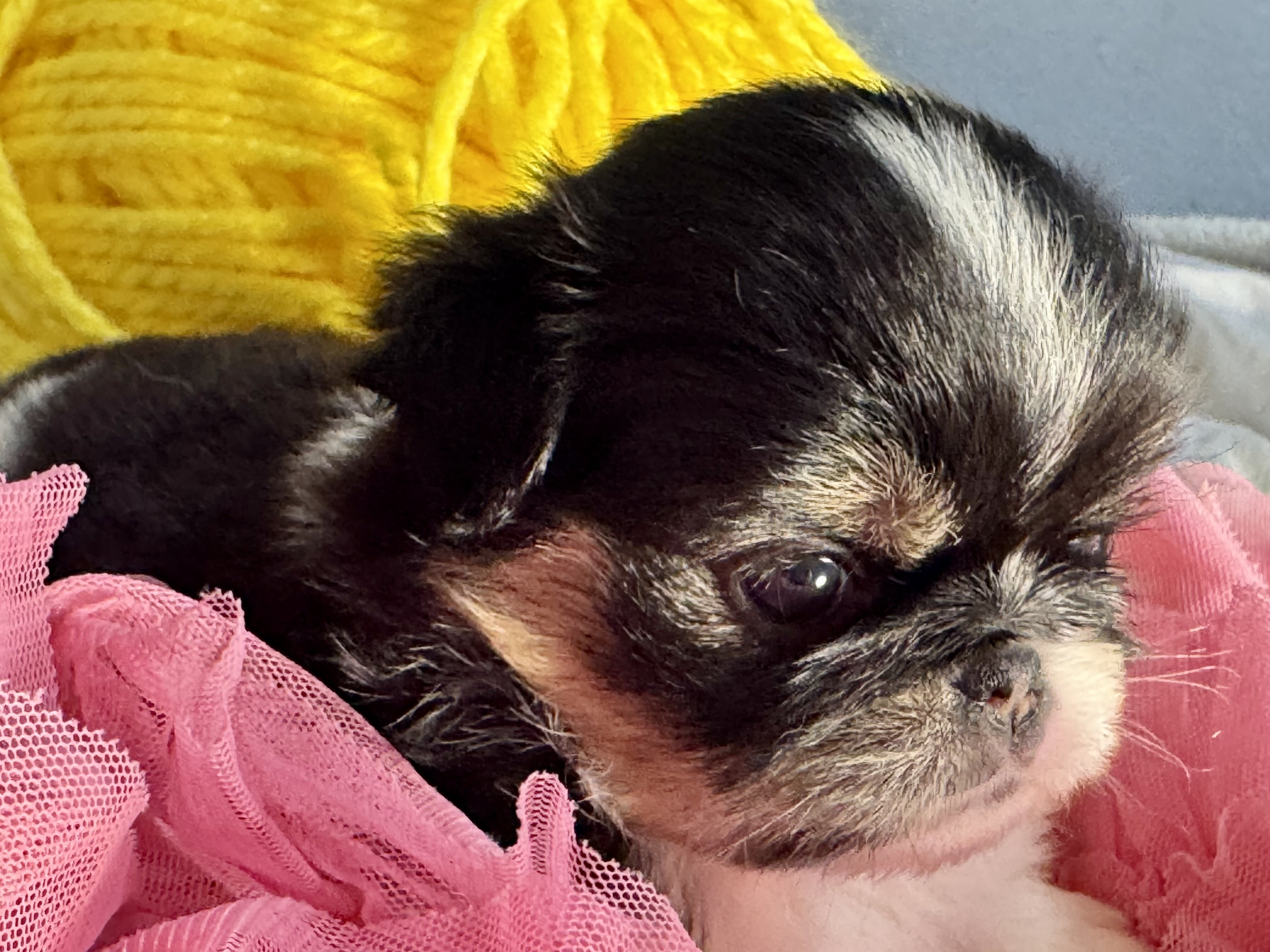 Japanese Chin Puppies image 3