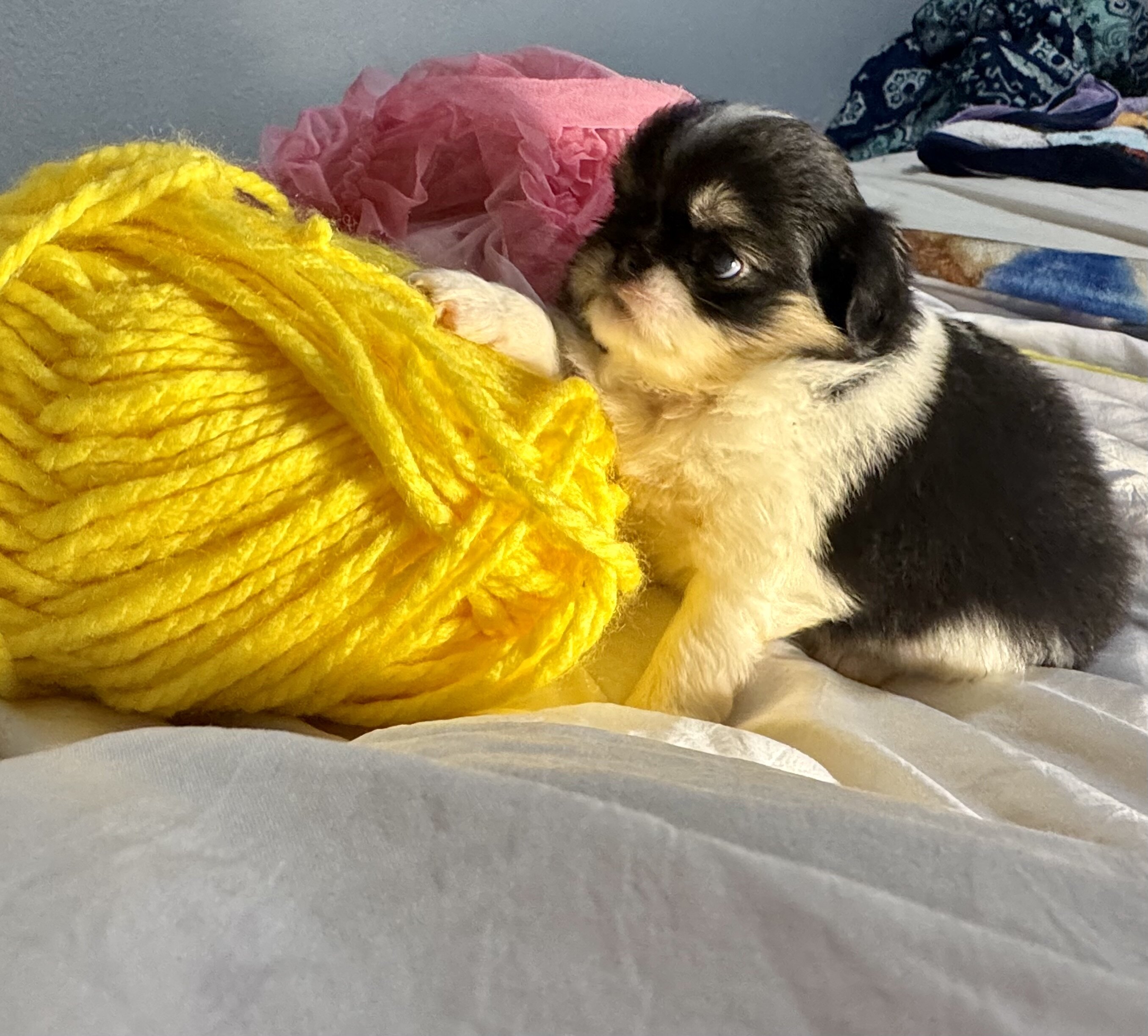 Japanese Chin Puppies image 2