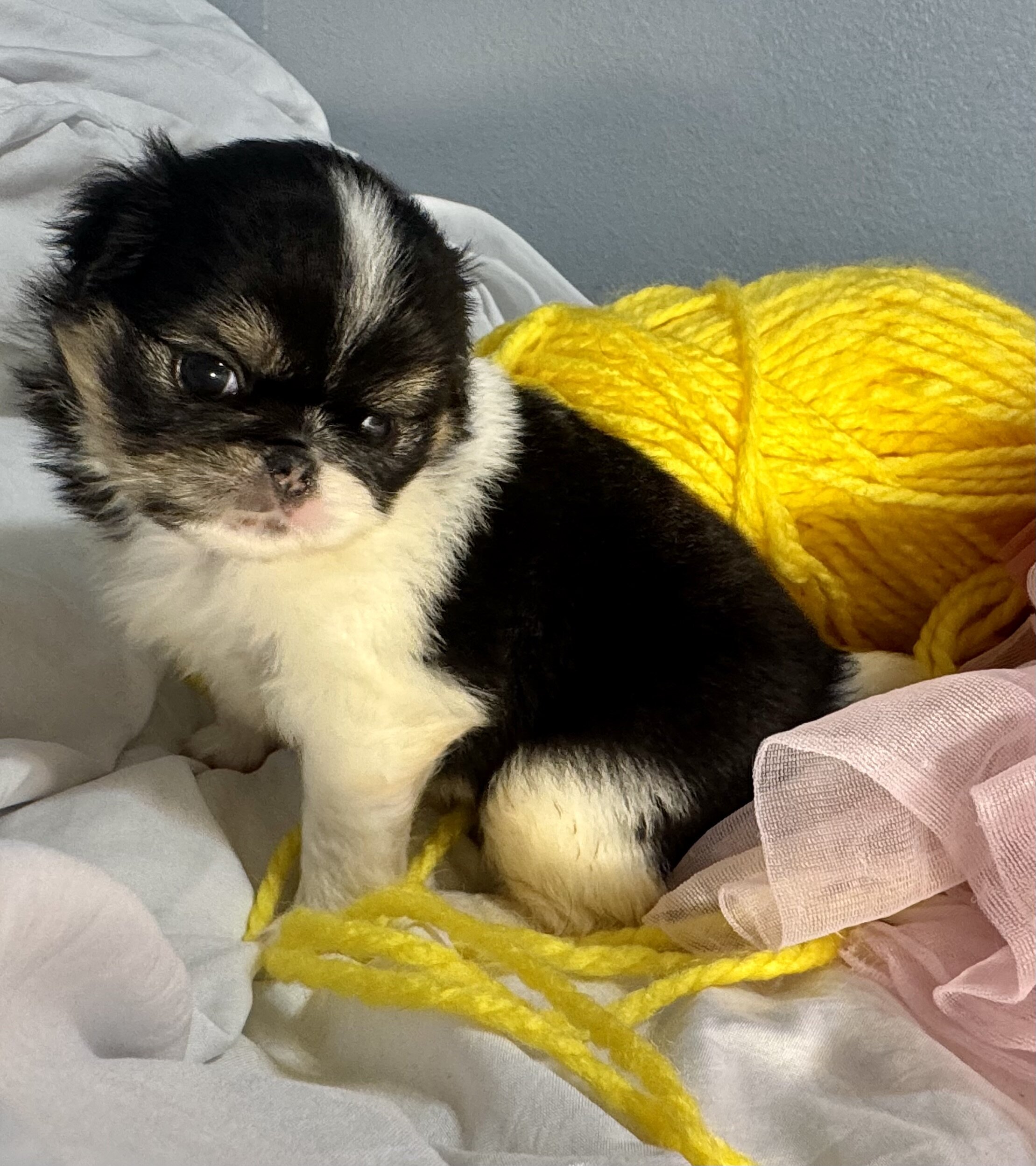 Japanese Chin Puppies image 6