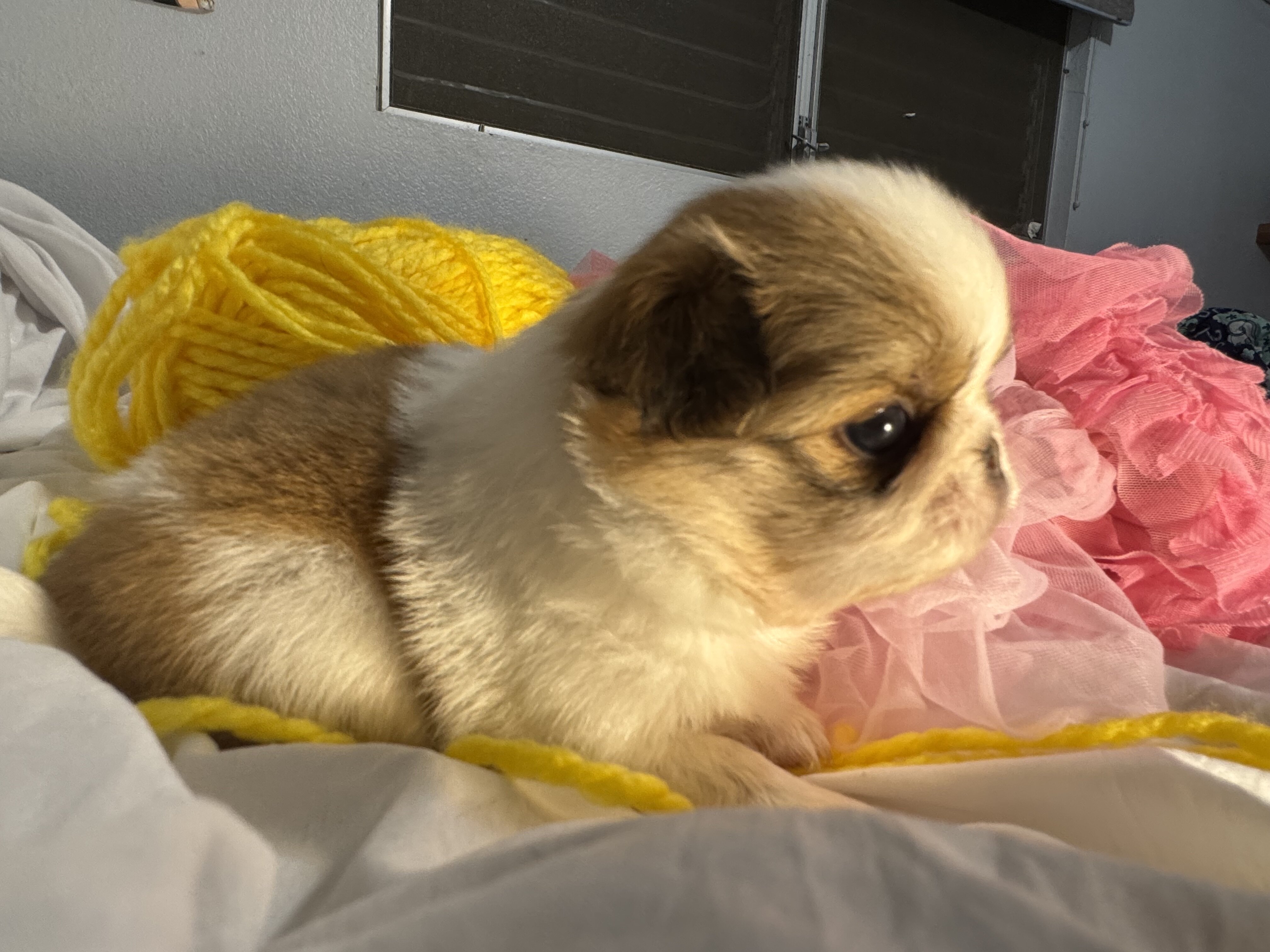 Japanese Chin Puppies image 5