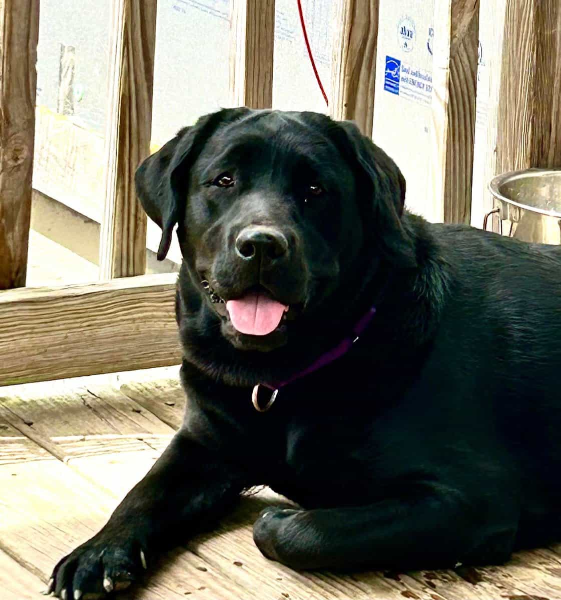 English style Labrador retrievers image 2