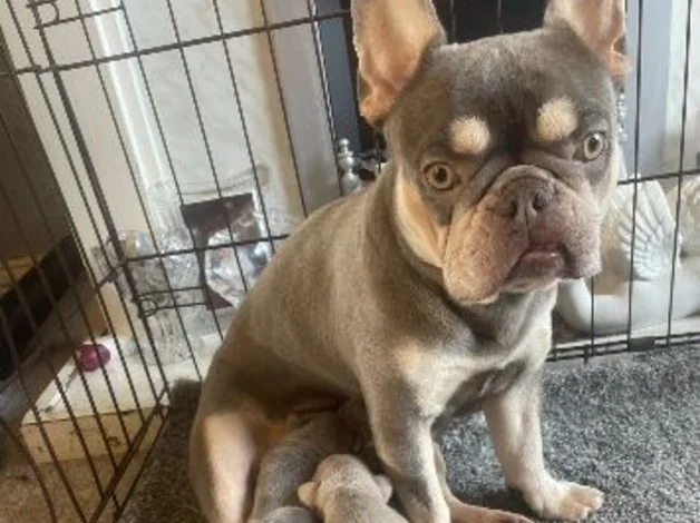 4 beautiful French bull dog puppies image 4