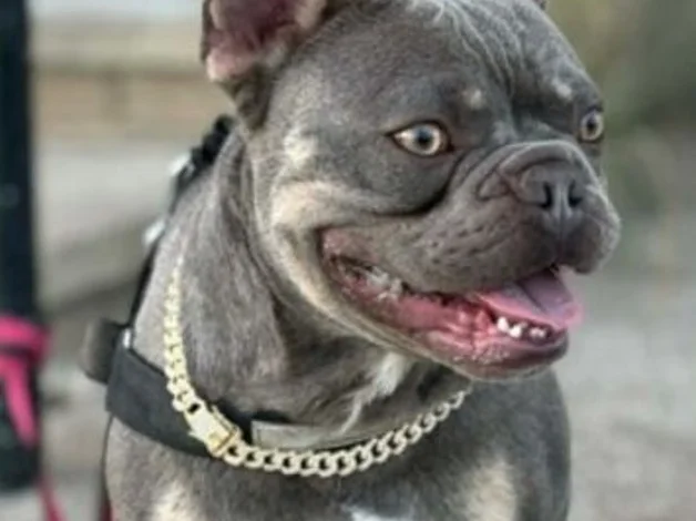 4 beautiful French bull dog puppies image 3