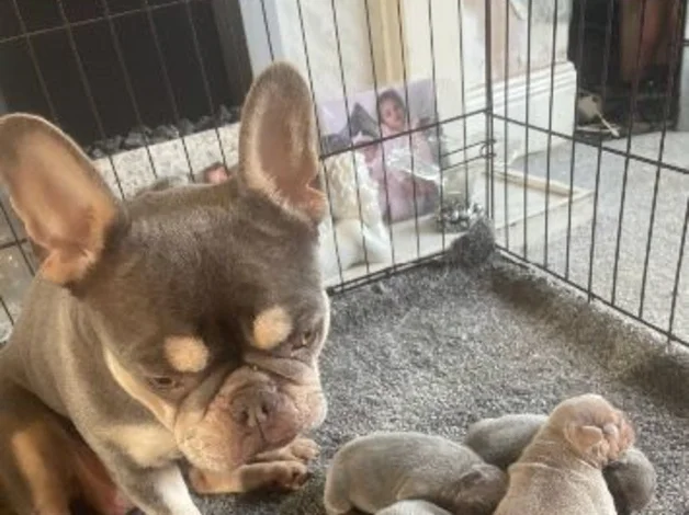 4 beautiful French bull dog puppies image 5