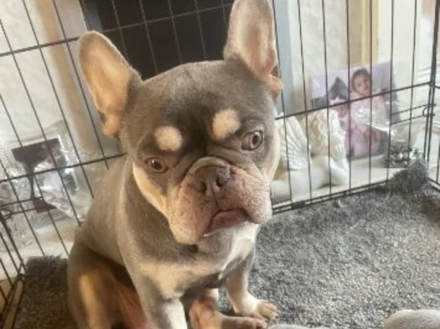 4 beautiful French bull dog puppies image 2