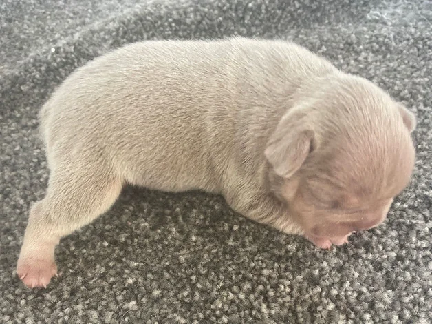 4 beautiful French bull dog puppies image 6
